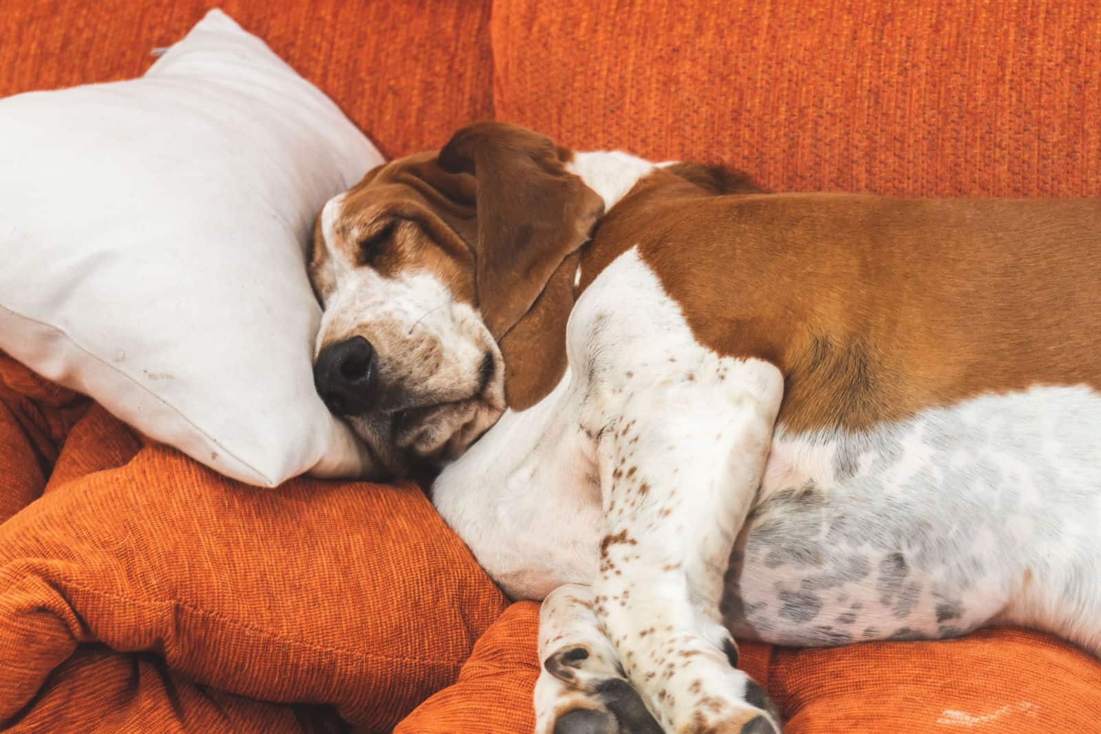 Perro gordo descansando profundamente de forma divertida con la lengua afuera y orejas grandes.