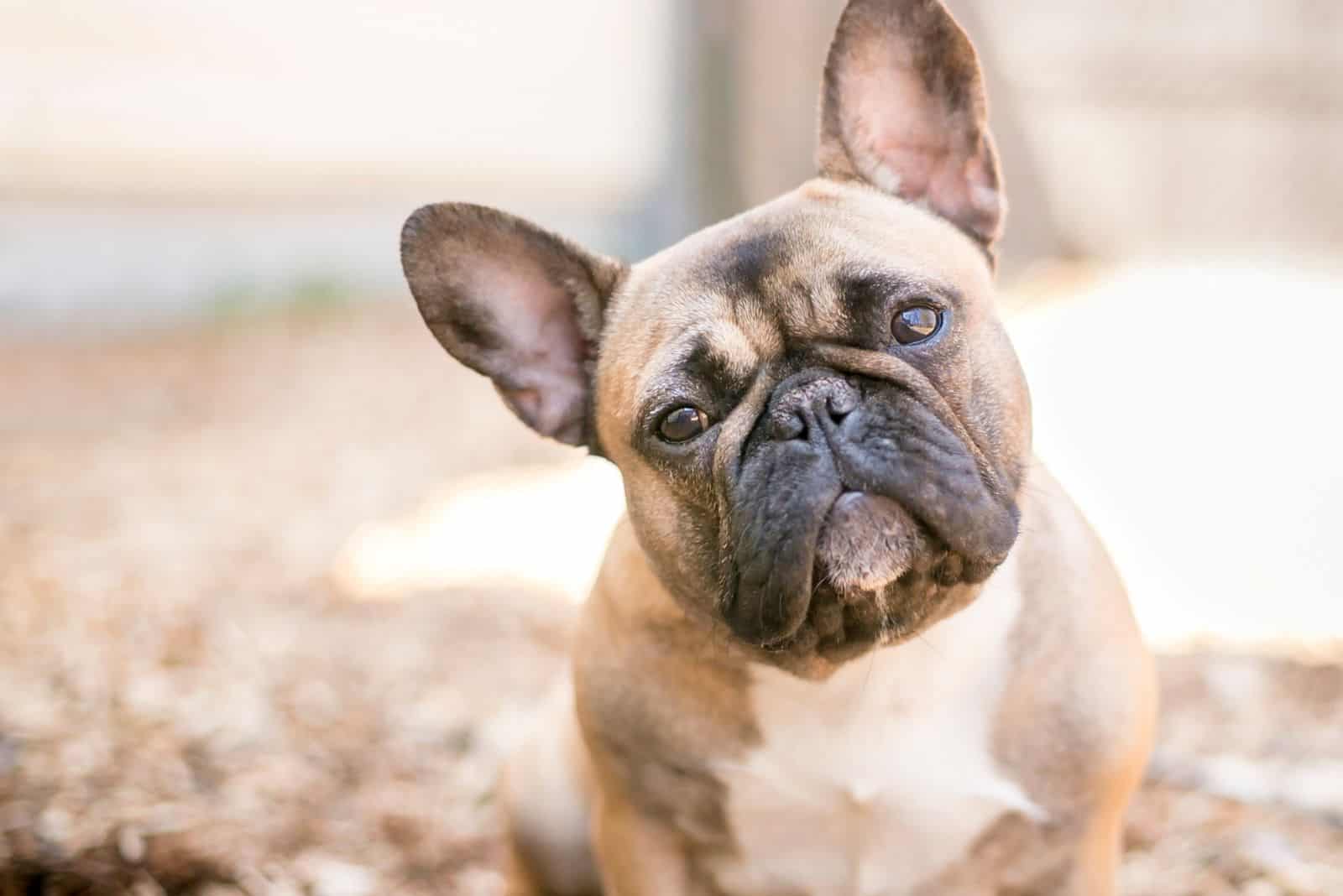 Bulldogs Franceses Leonados