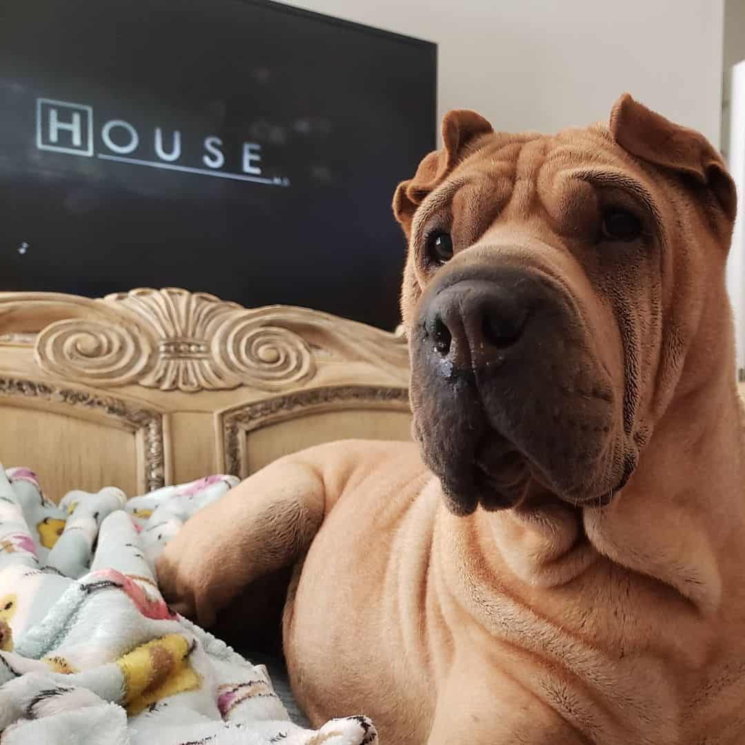 Shar-Pei Cervato acostado en la cama
