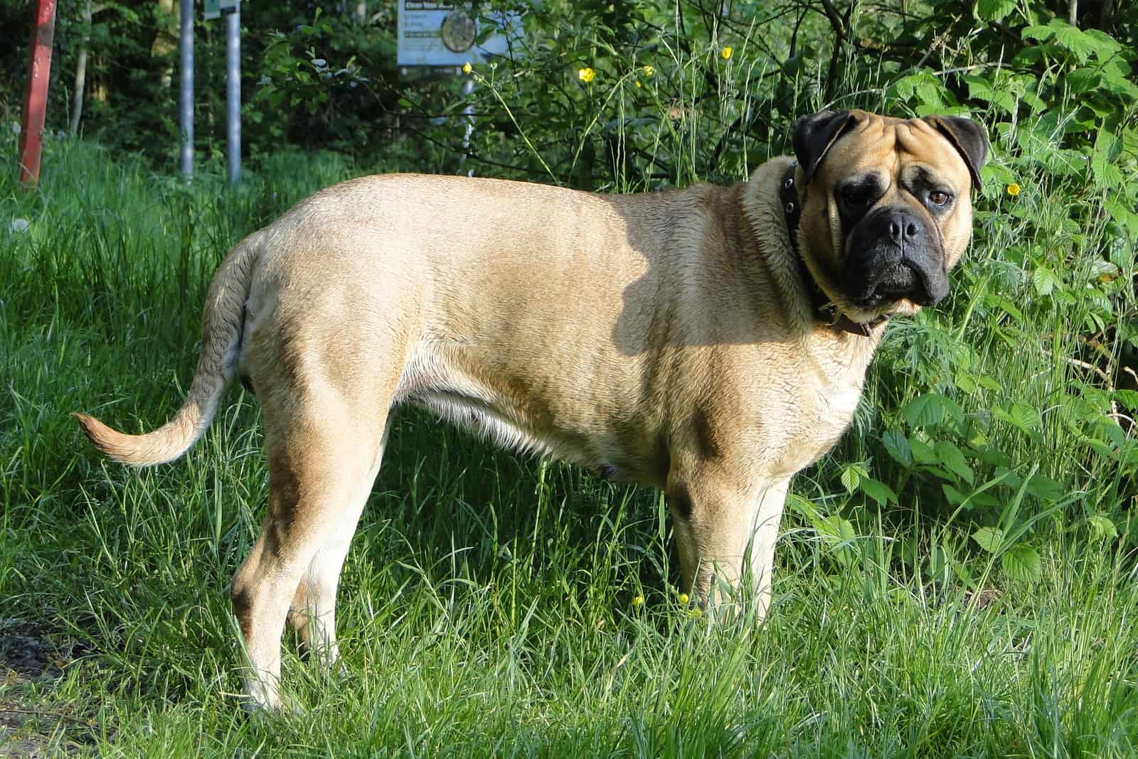 perro bullmastiff leonado al aire libre