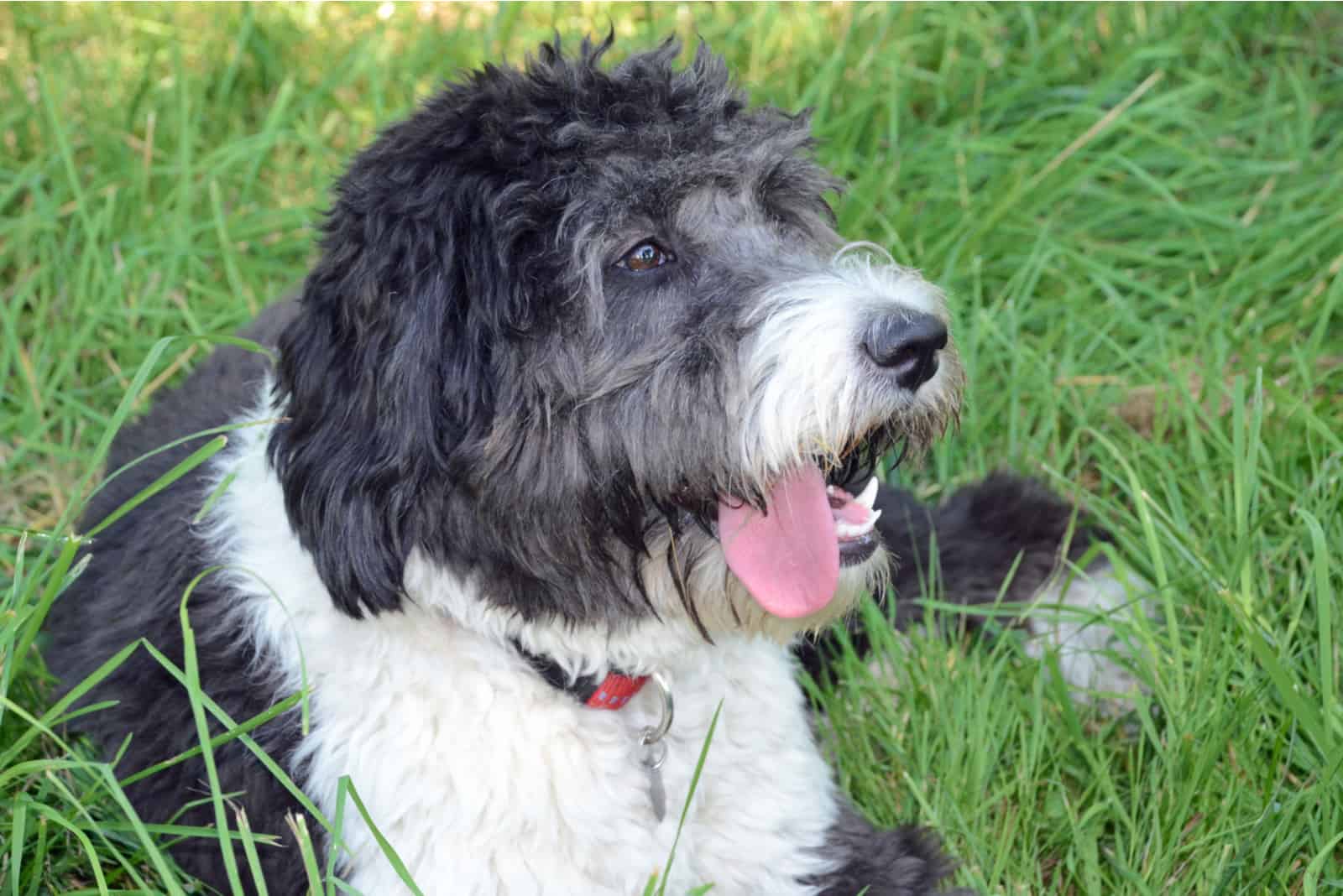 Hembra Aussiedoodle tumbada en el césped