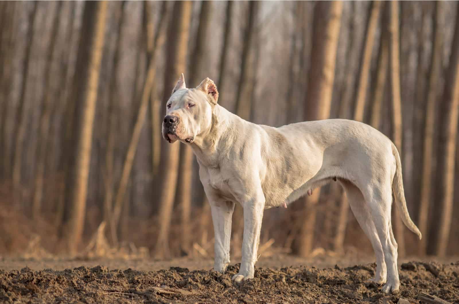 Dogo Argentino Hembra en el bosque