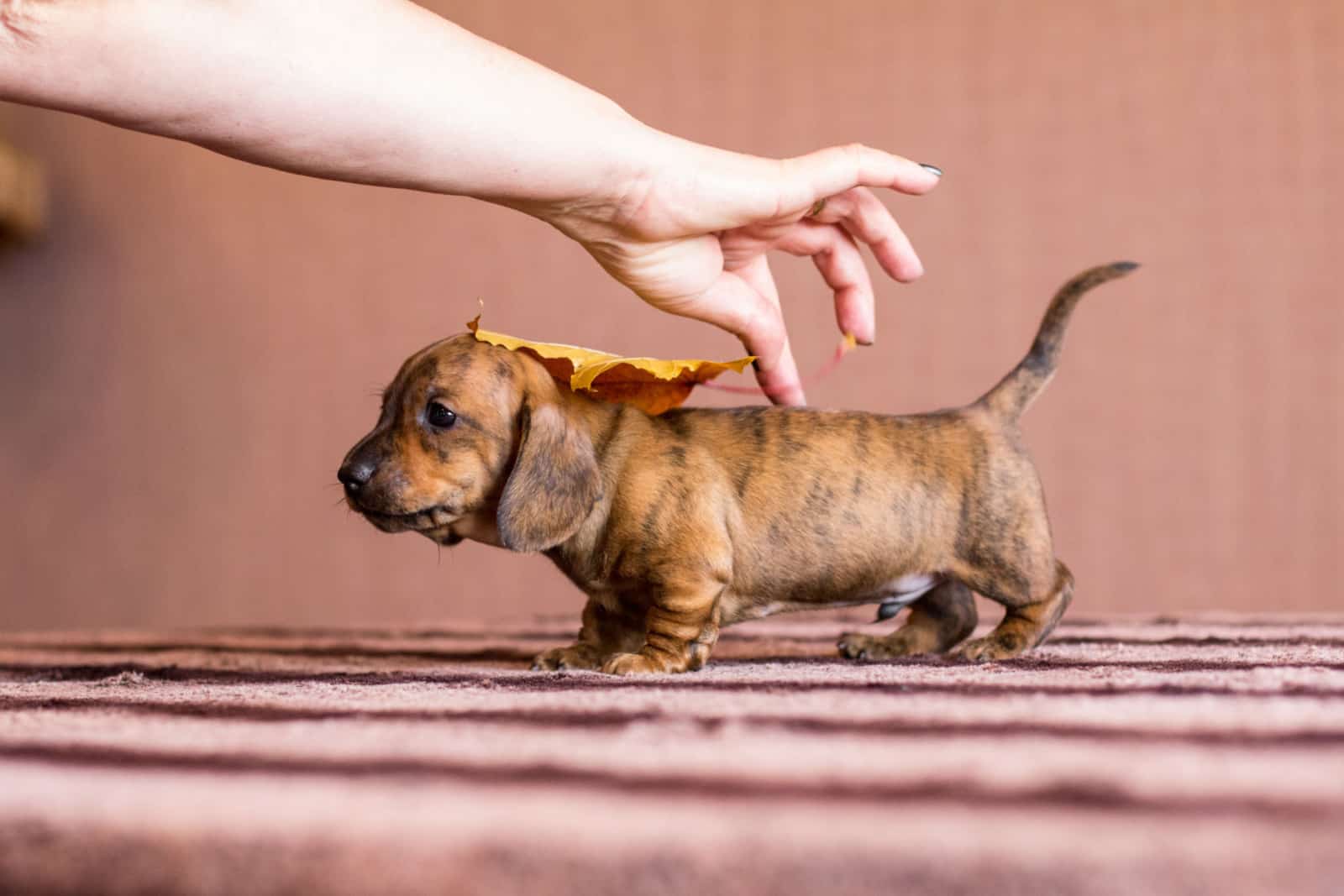 Mano femenina colocando hoja otoñal en el dachshund atigrado rojo, canela y negro
