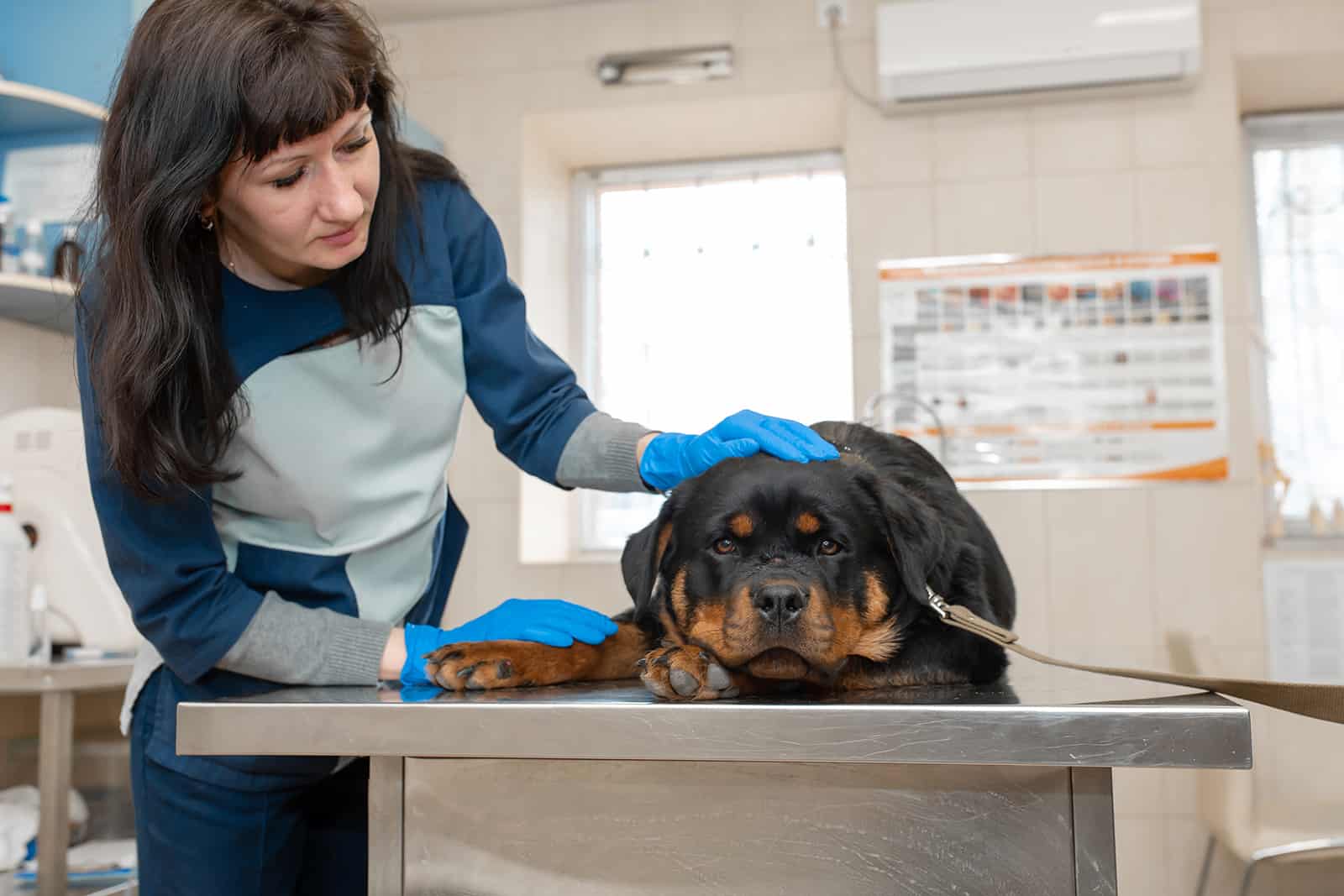 Veterinaria preparando para examinar a un perro rottweiler acostado en una mesa de metal