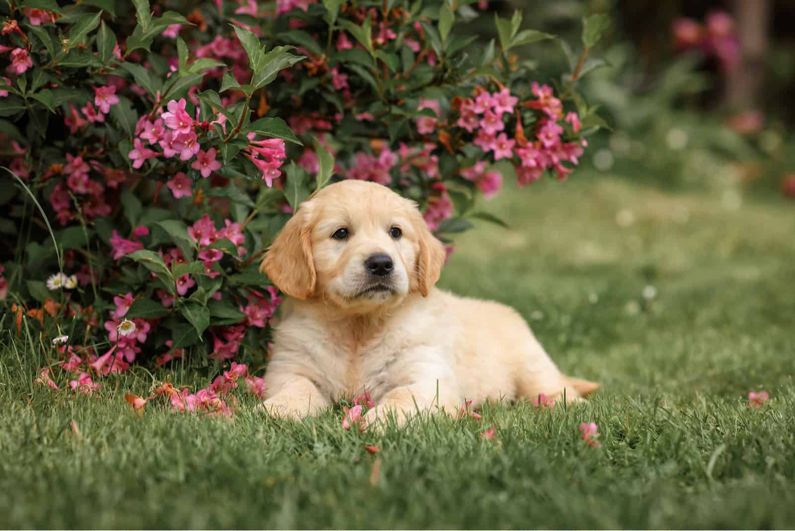 Cachorro de Field Golden Retriever sentado en el césped
