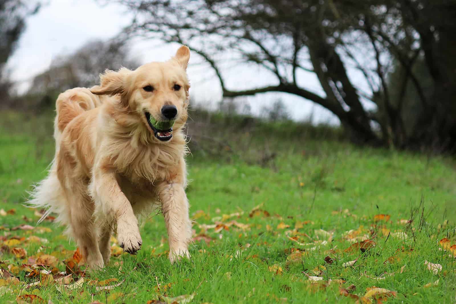 Field Golden Retriever corriendo afuera