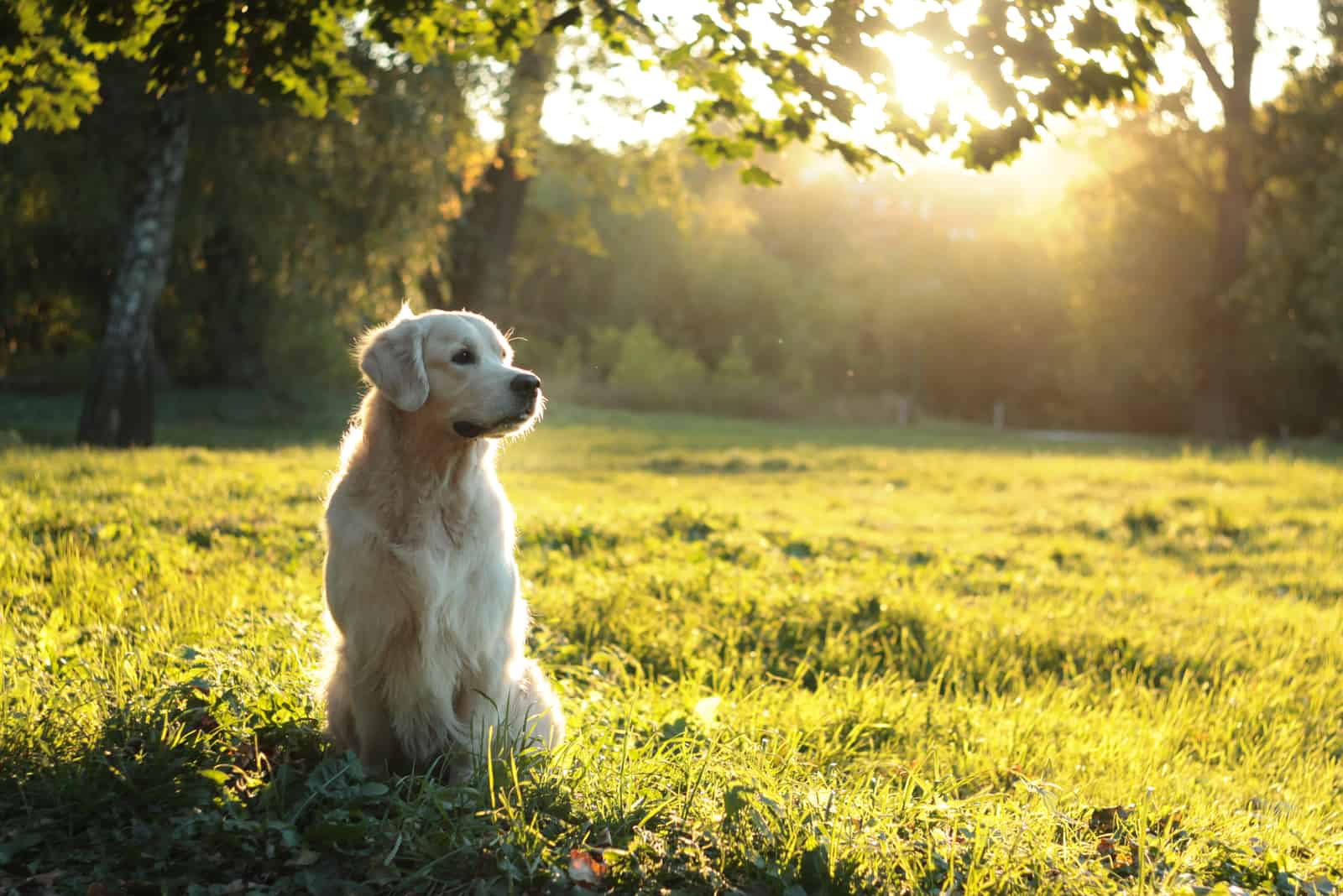 Field Golden Retriever sentado en el césped mirando hacia otro lado