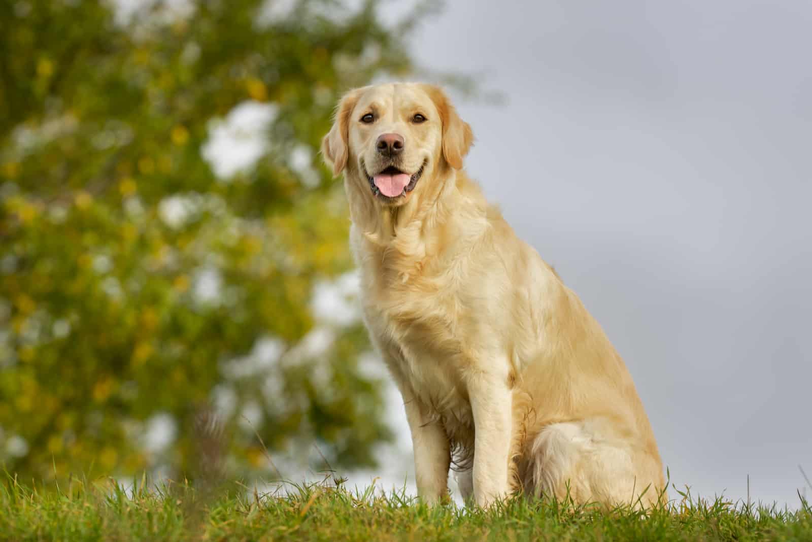Field Golden Retriever de pie mirando a la cámara