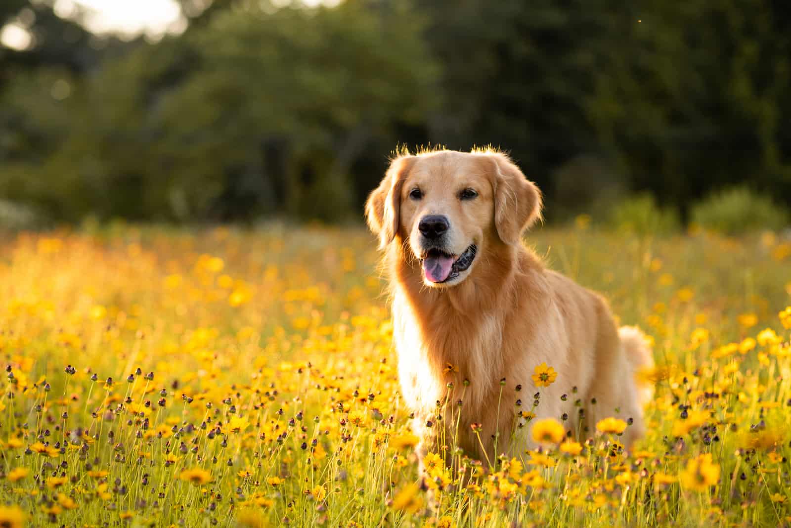Field Golden Retriever caminando entre flores