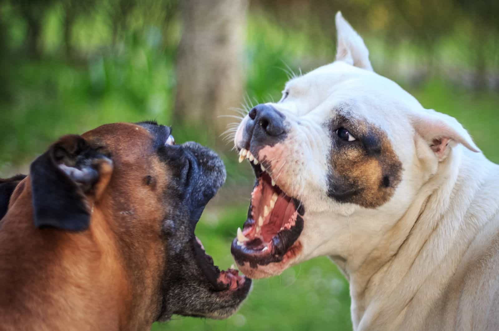 Perros peleando al aire libre