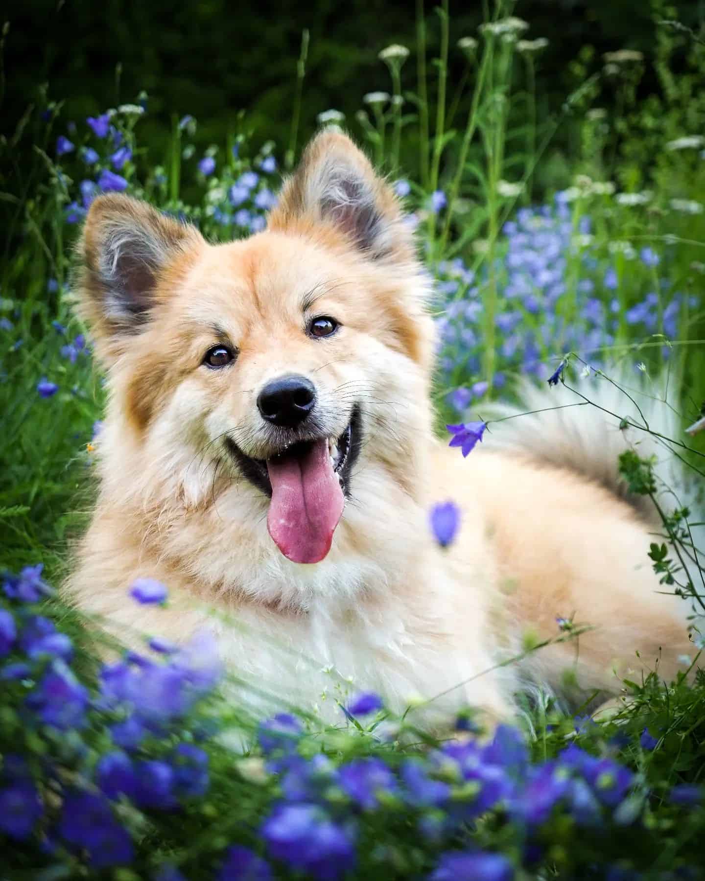 Perro Lapón Finlandés en campo de flores