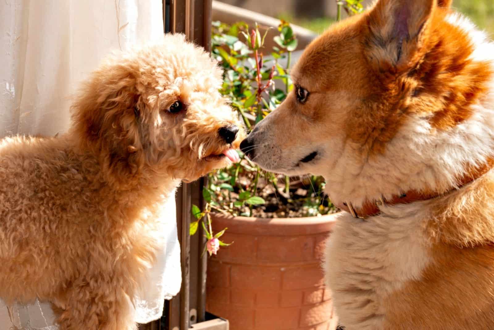 primer contacto de dos perros corgi galés y caniche de juguete en el jardín