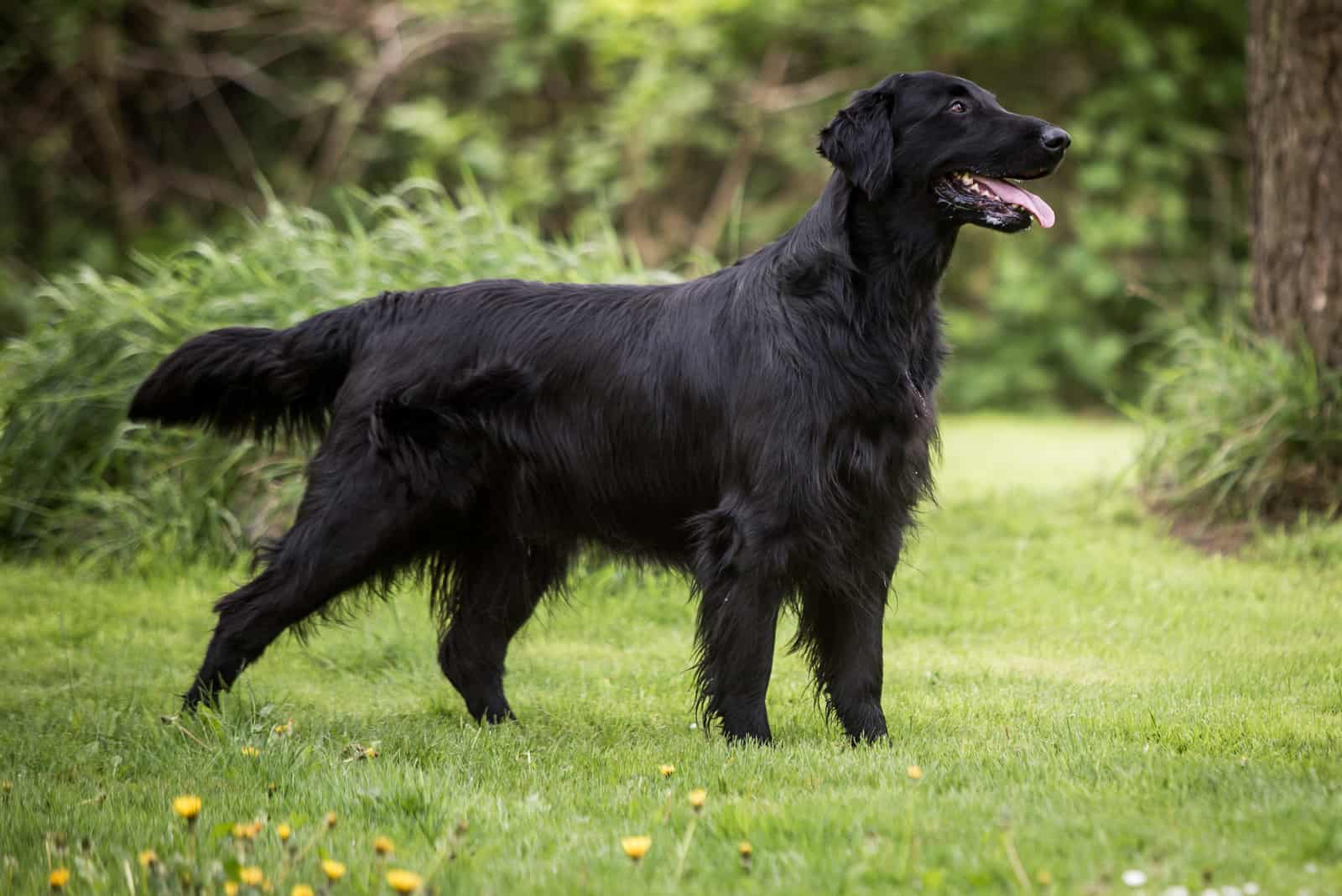 Flat-Coated Retriever parado sobre la hierba