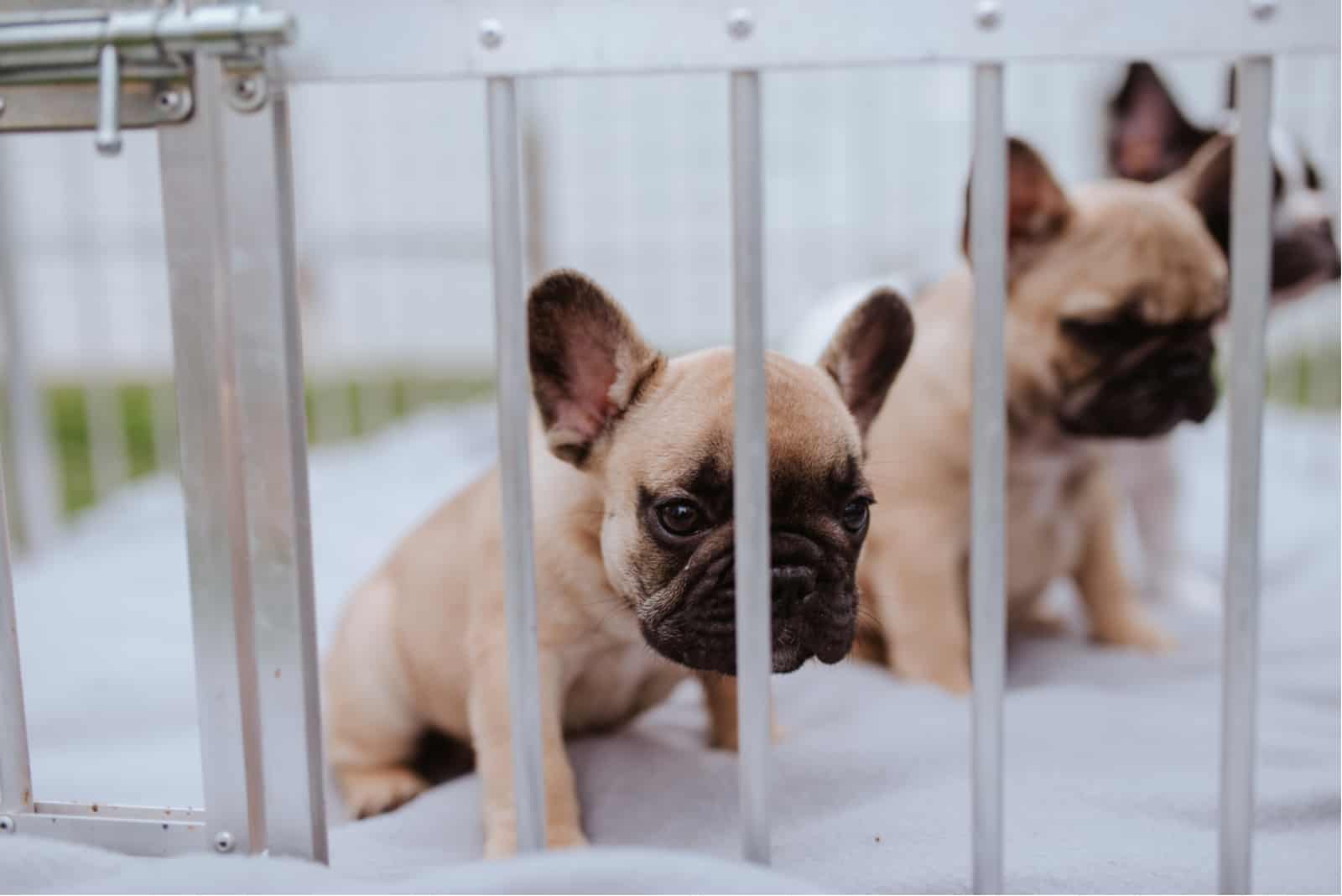 Cachorros de Bulldog Francés en jaula blanca