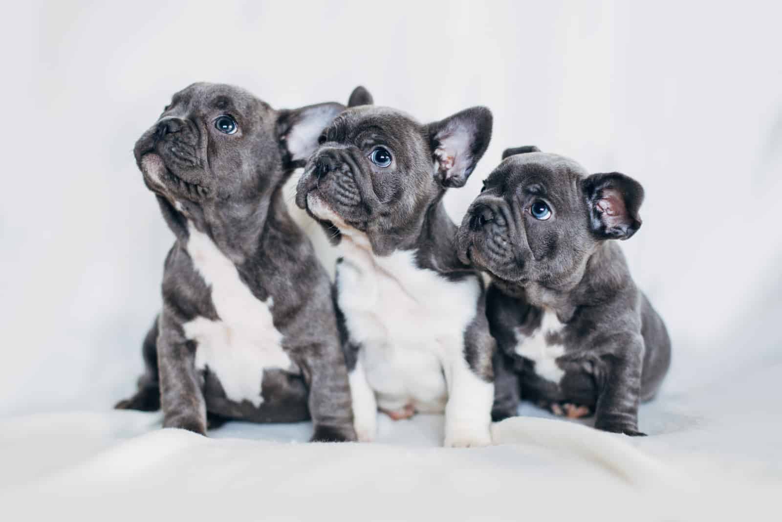 Cachorros de Bulldog Francés de pie sobre una toalla