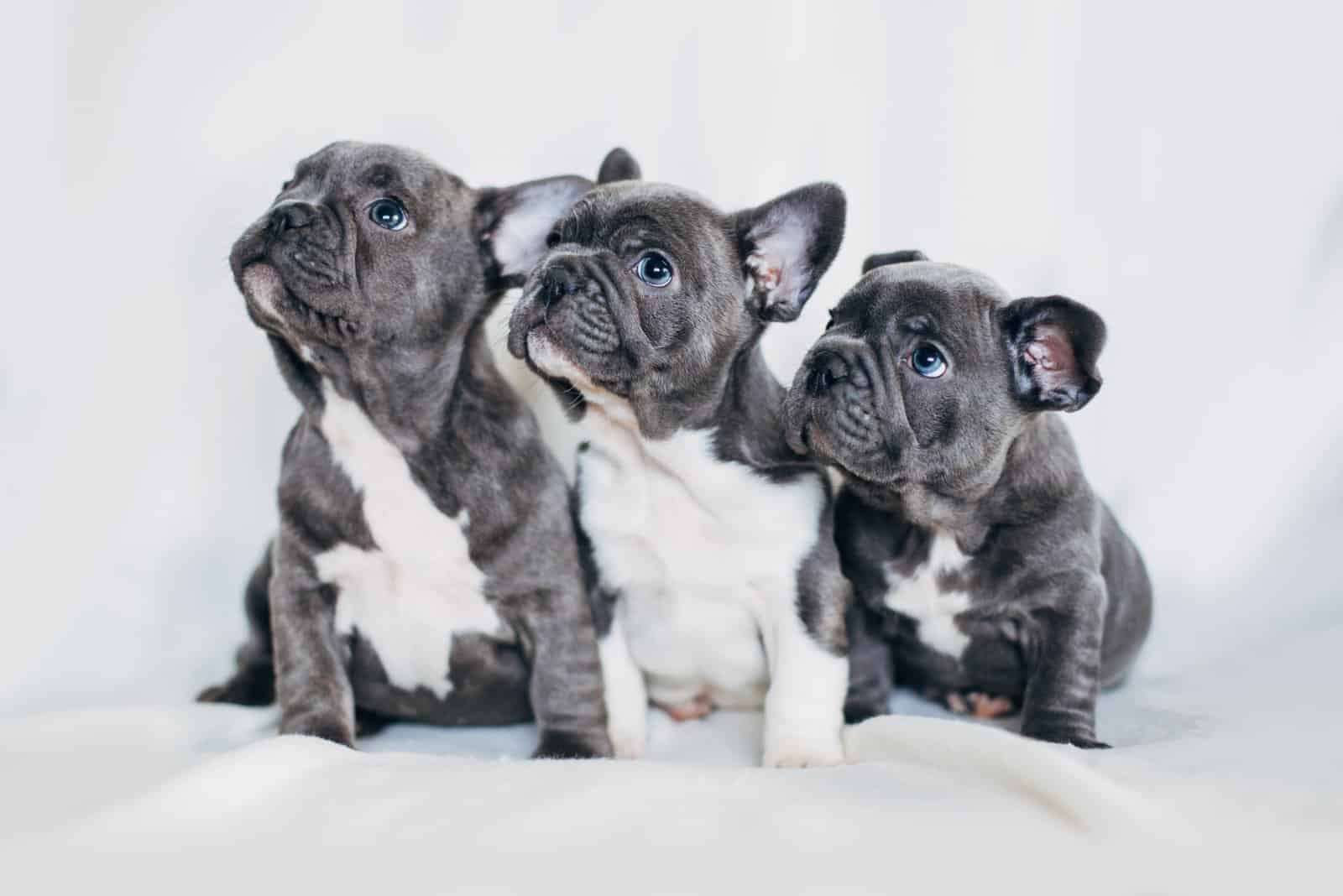 Cachorros de Bulldog Francés de pie sobre toalla