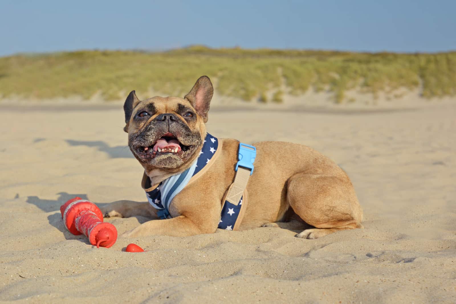 Bulldog Francés acostado en una playa arenosa