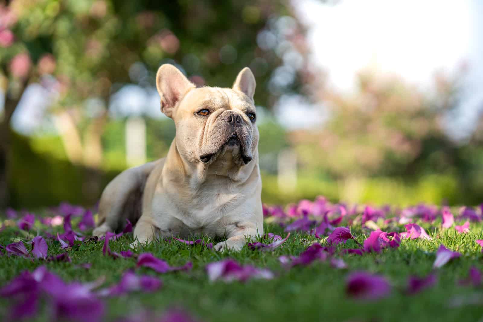 Bulldog Francés tumbado en el parque