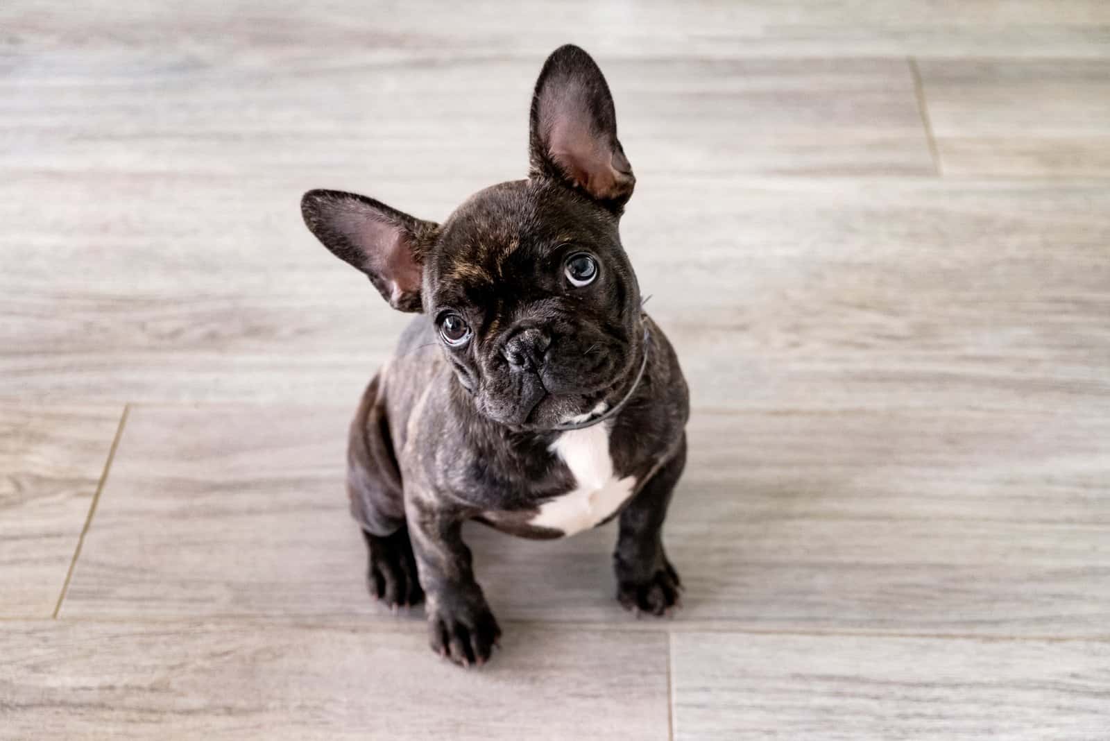Cachorro de Bulldog Francés mirando hacia arriba