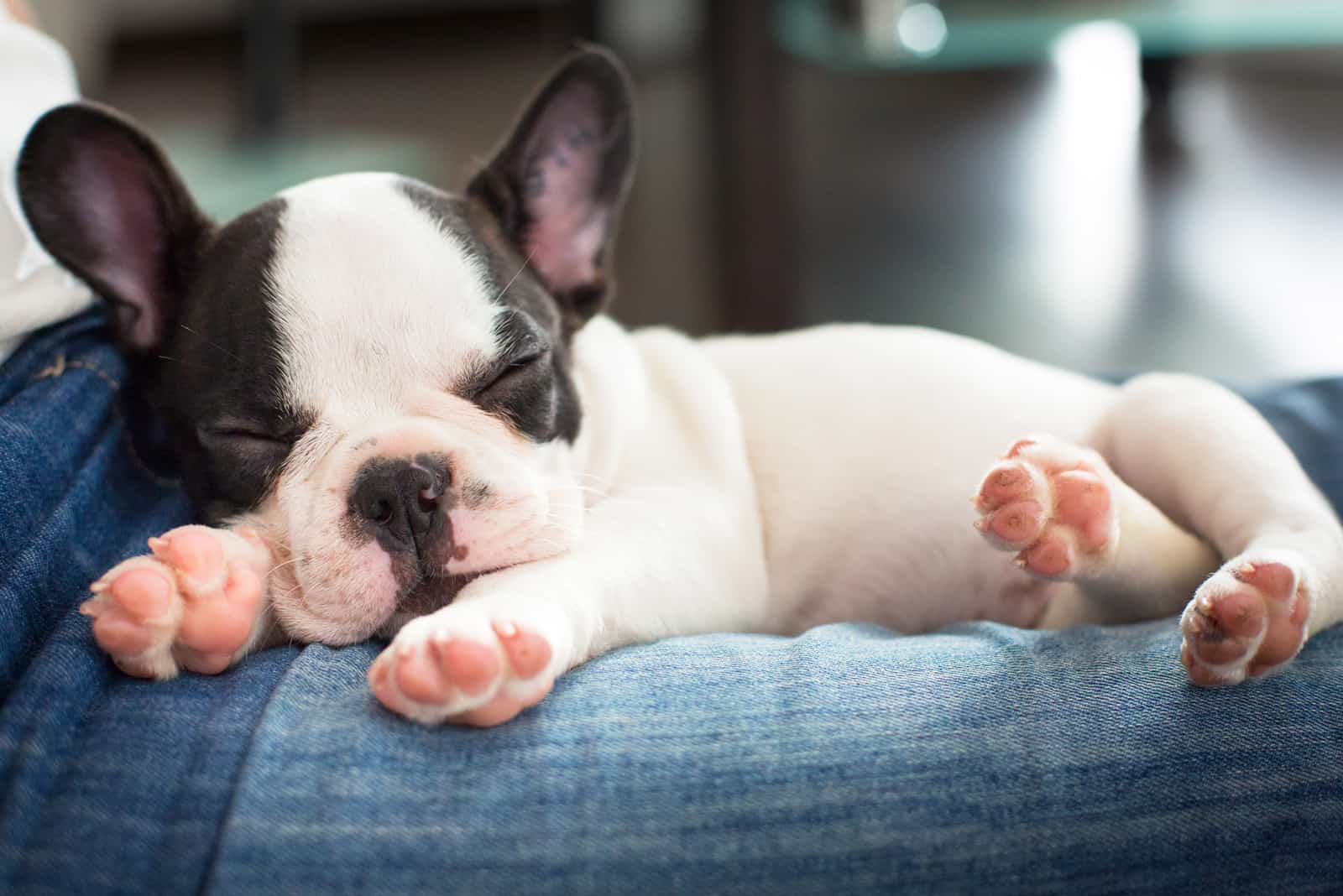 cachorro de Bulldog Francés durmiendo