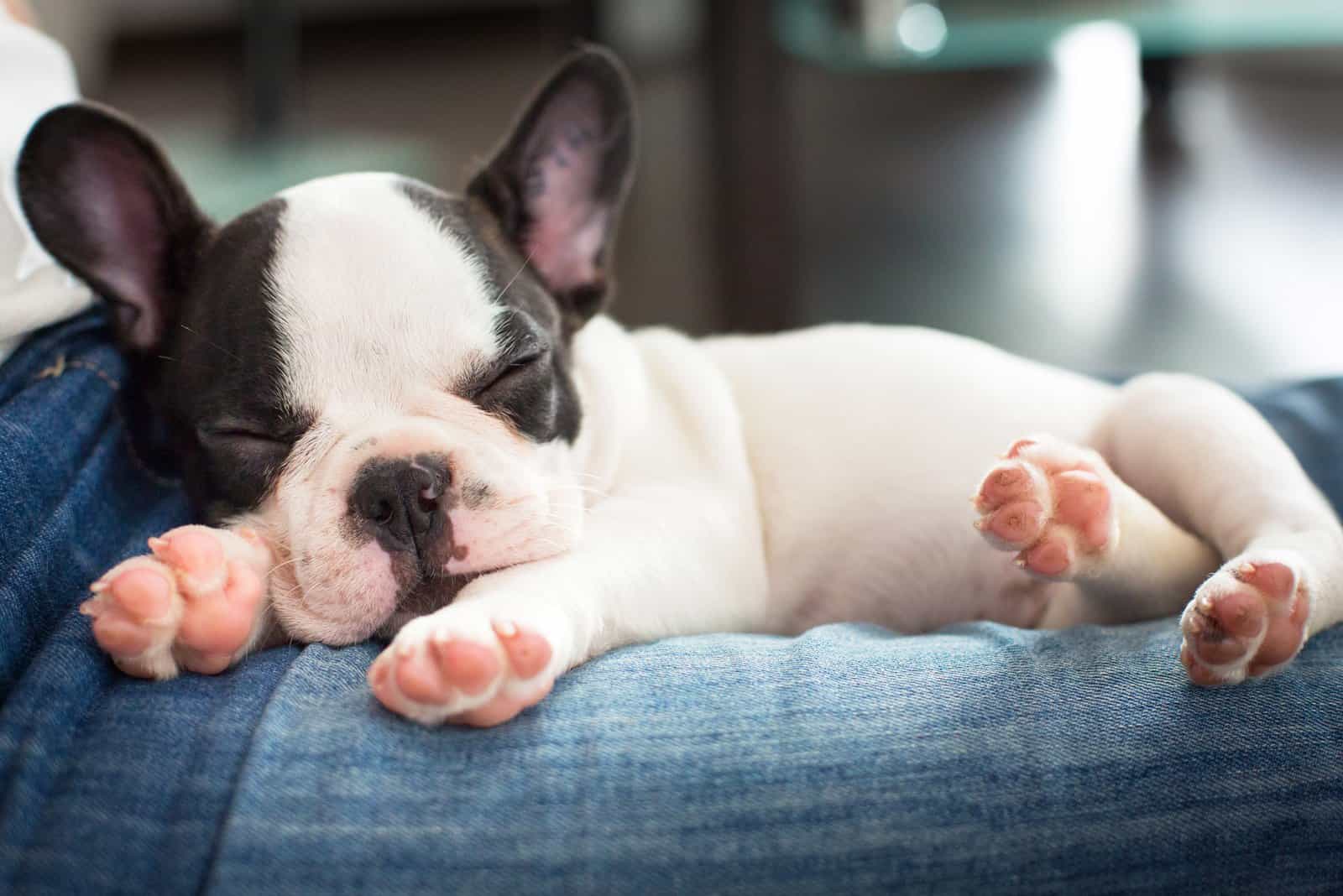 Cachorro de Bulldog Francés durmiendo