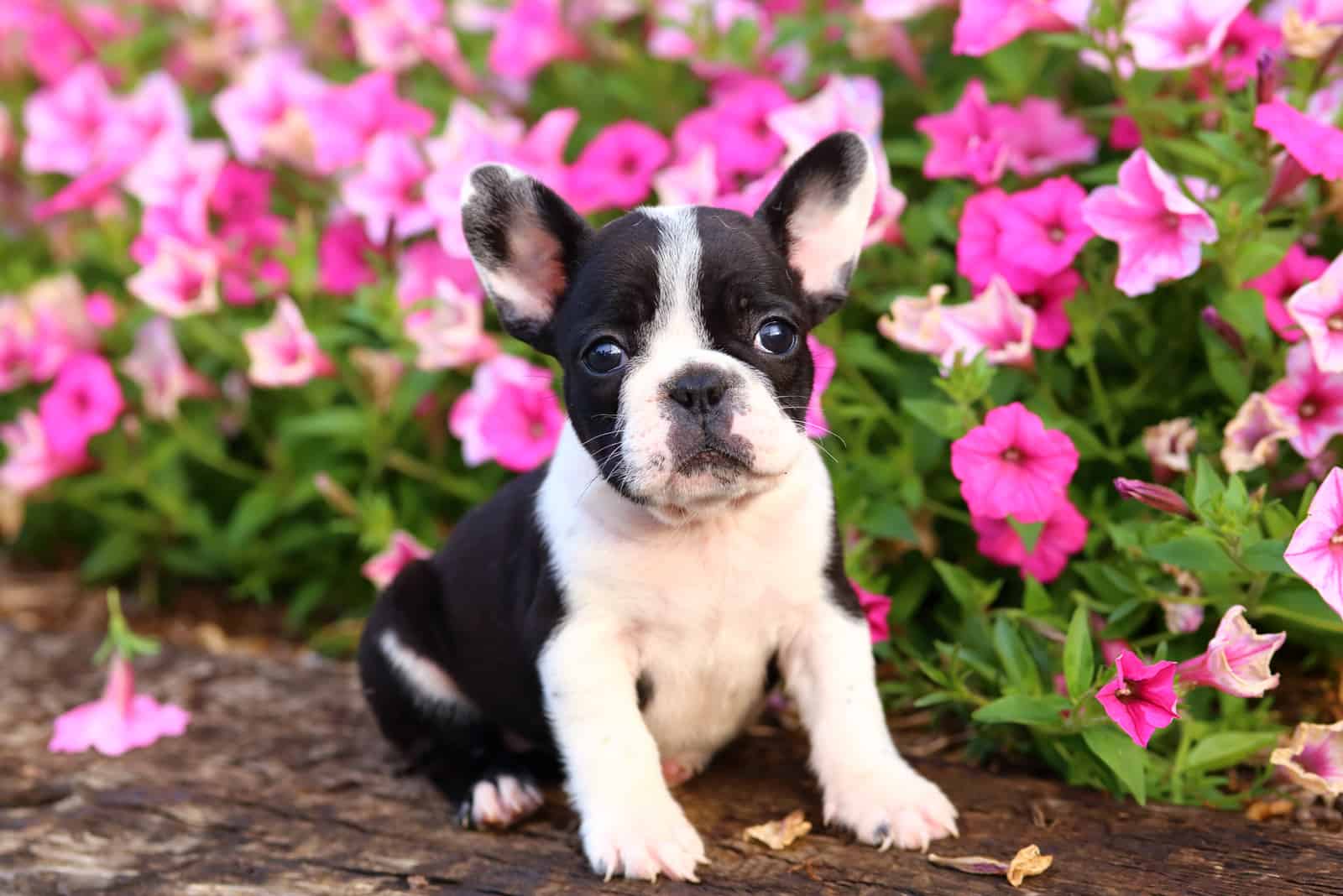 Cachorro de Bulldog Francés de pie con flores al fondo