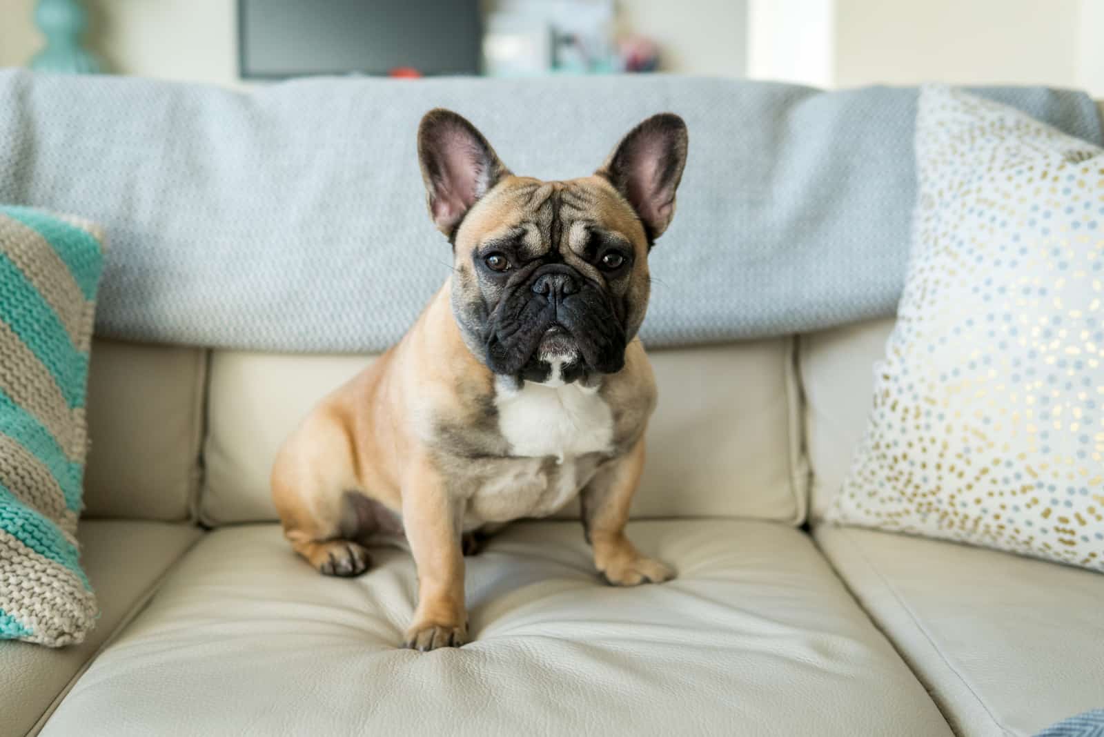 Bulldog Francés sentado en un sofá