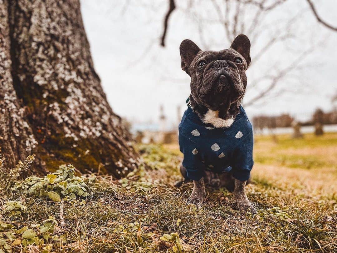 Bulldog Francés de pie junto a un árbol