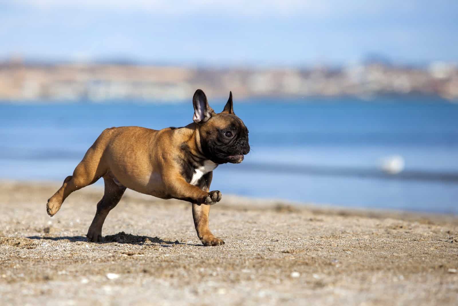 Bulldog Francés caminando por la orilla del mar