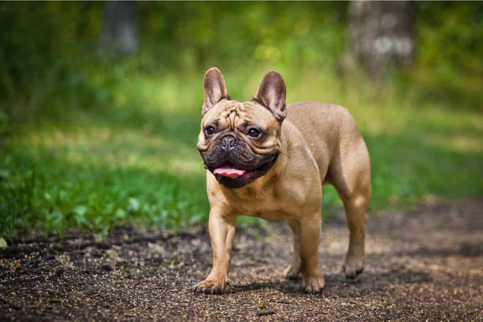 Bulldog Francés caminando afuera