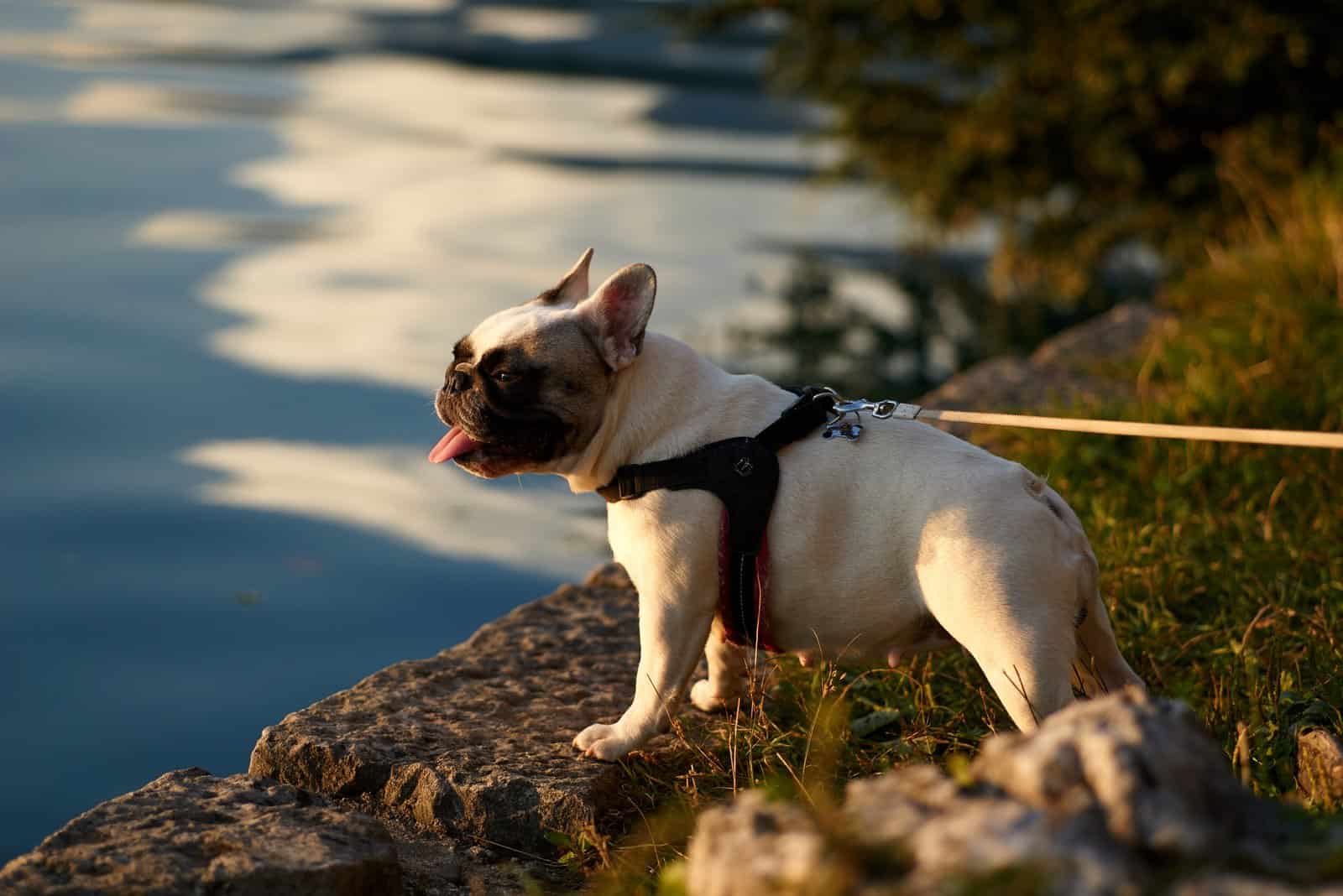 Bulldog Francés parado junto al lago