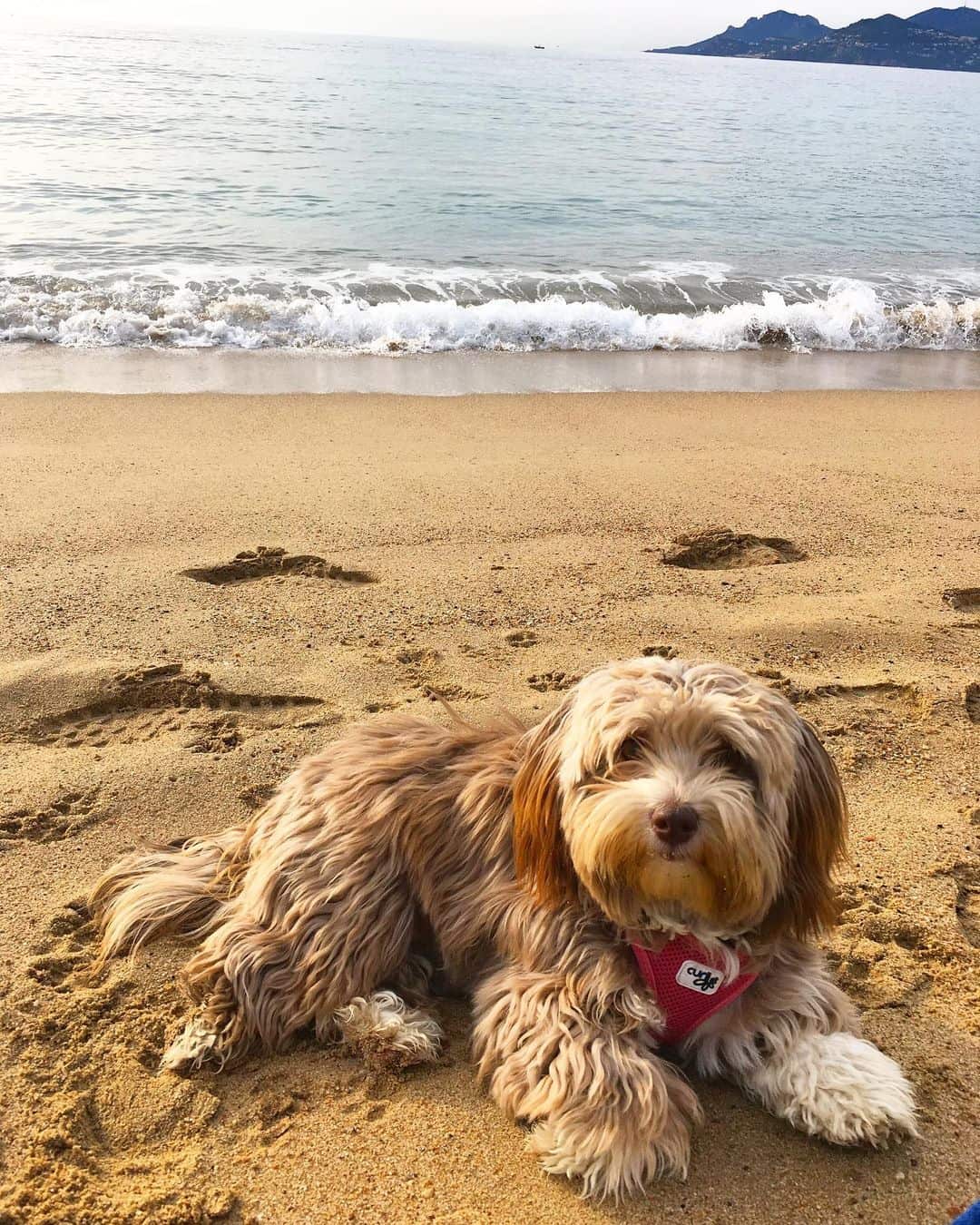 French Havanese tumbado en la playa