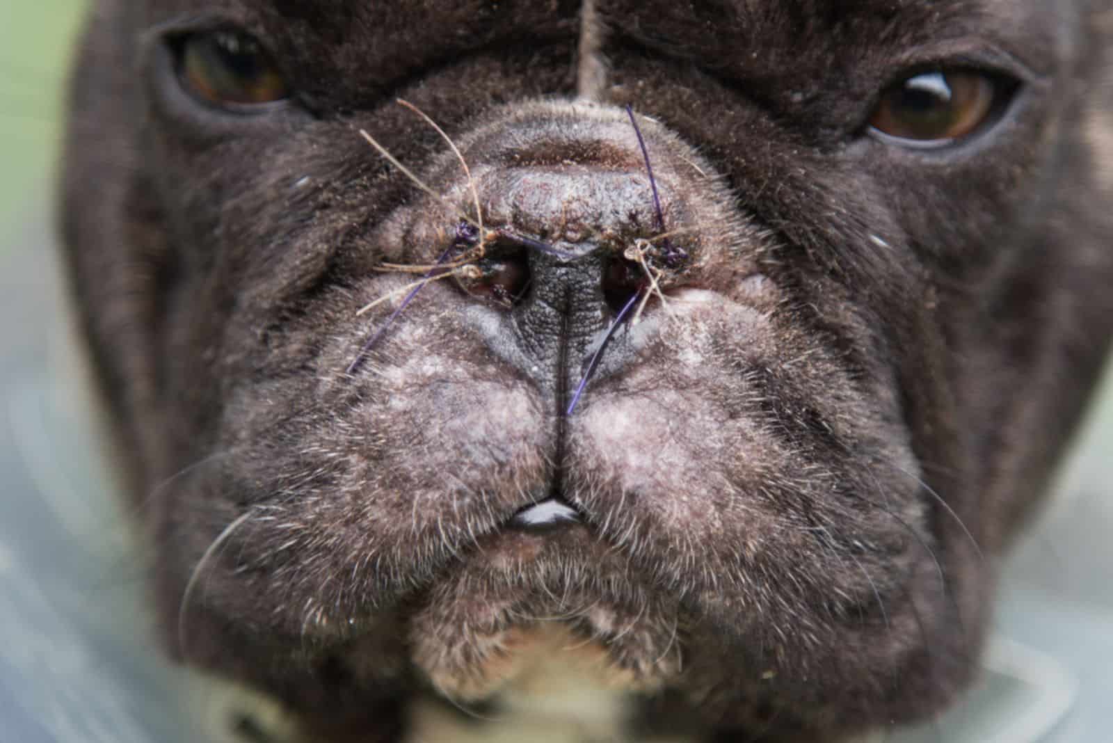 Bulldog francés después de la cirugía de nariz.