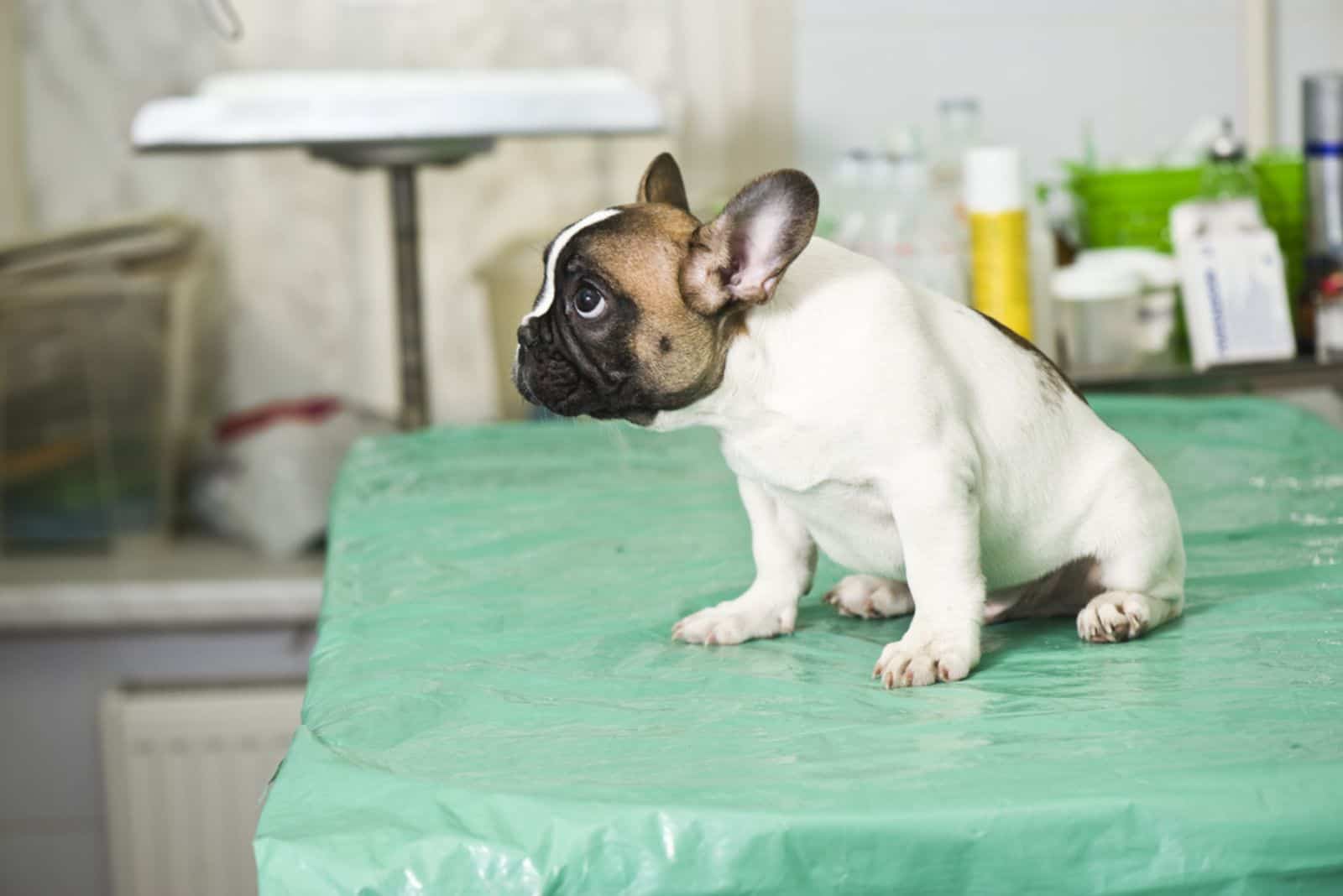 Cachorro de bulldog francés en clínica veterinaria