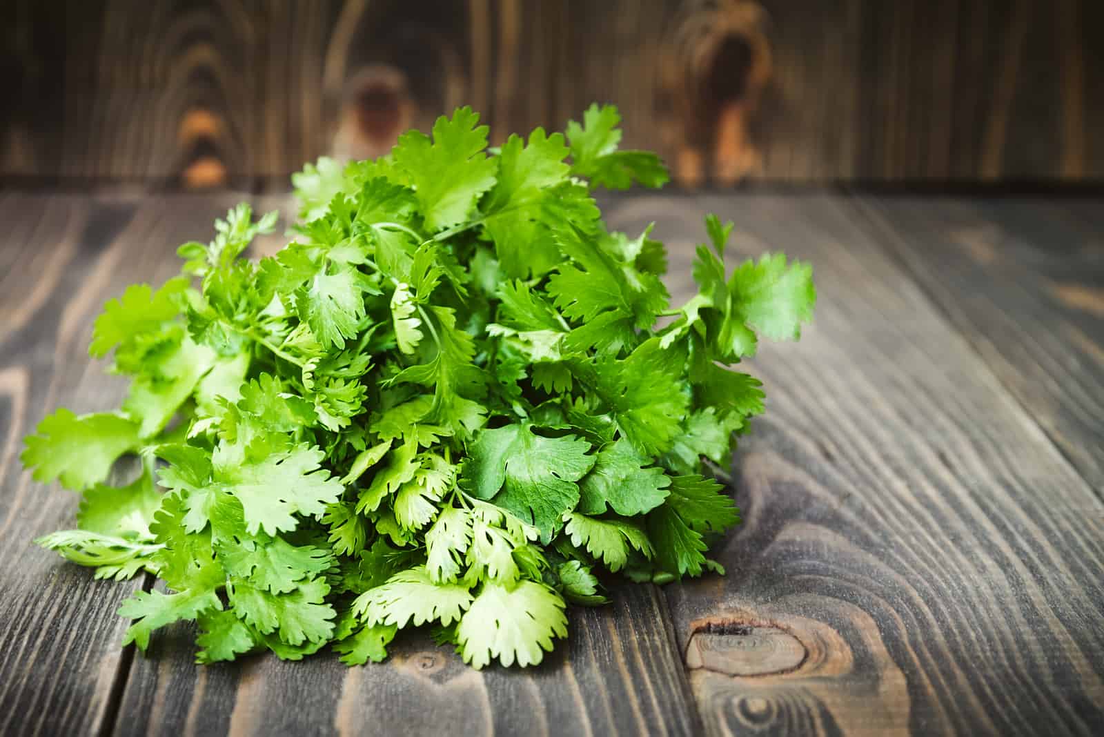Cilantro verde fresco en la mesa