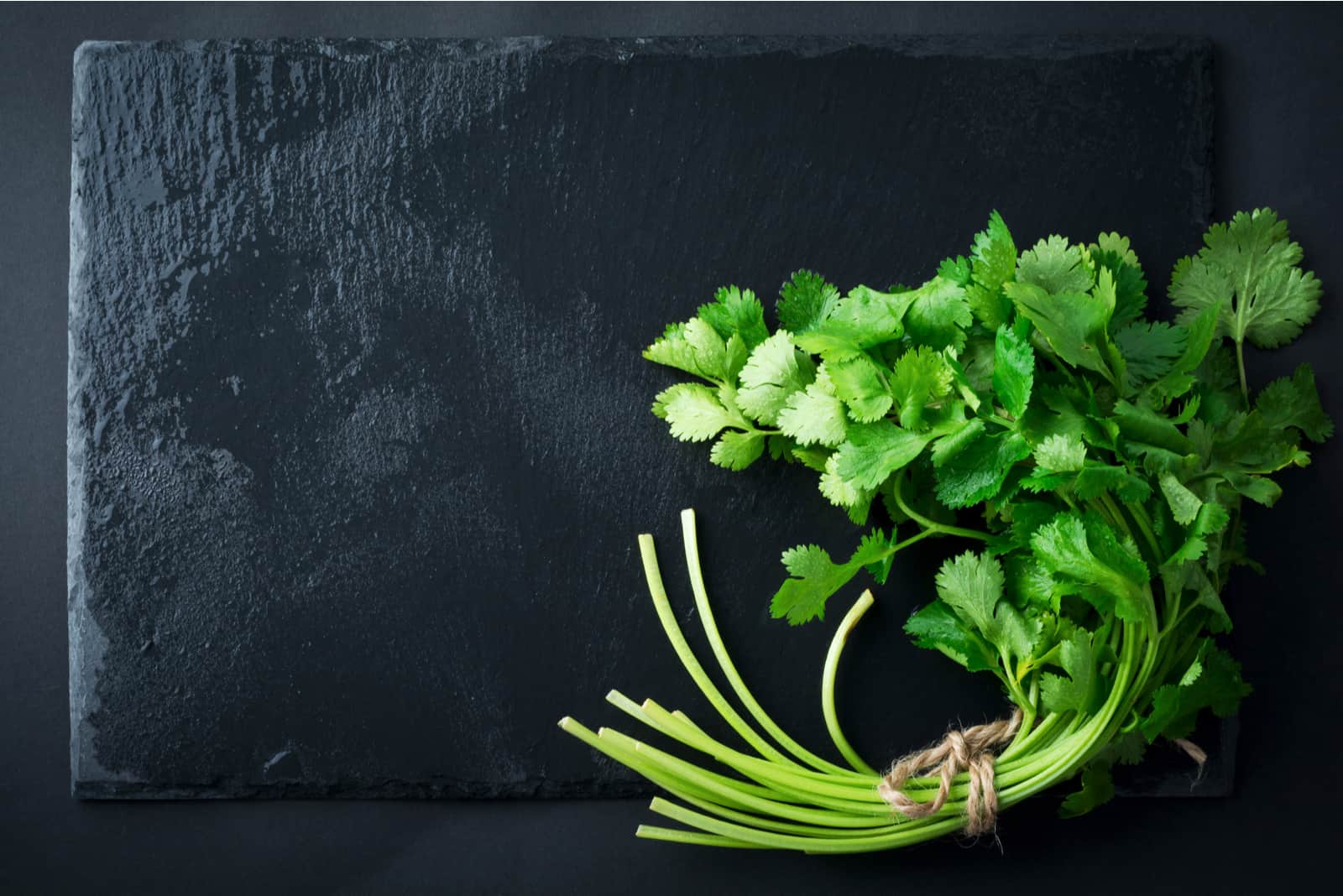 Cilantro verde fresco