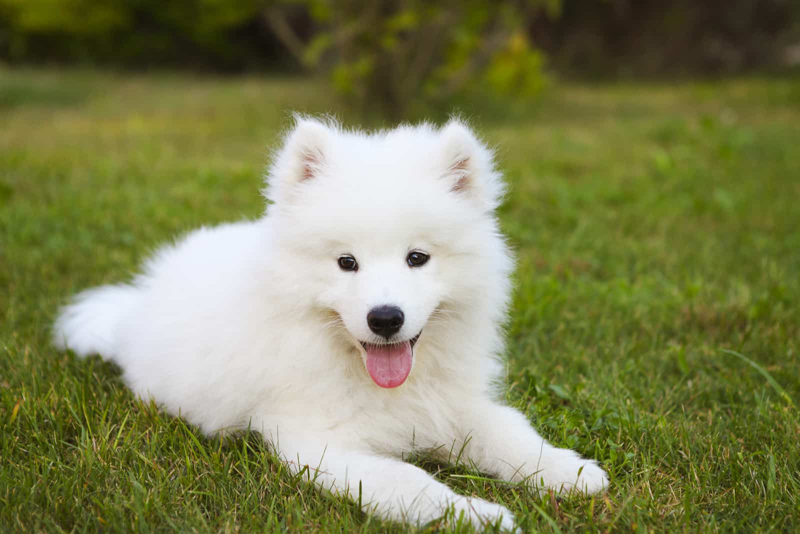 Divertido cachorro de Samoyedo en el jardín de verano sobre el césped verde