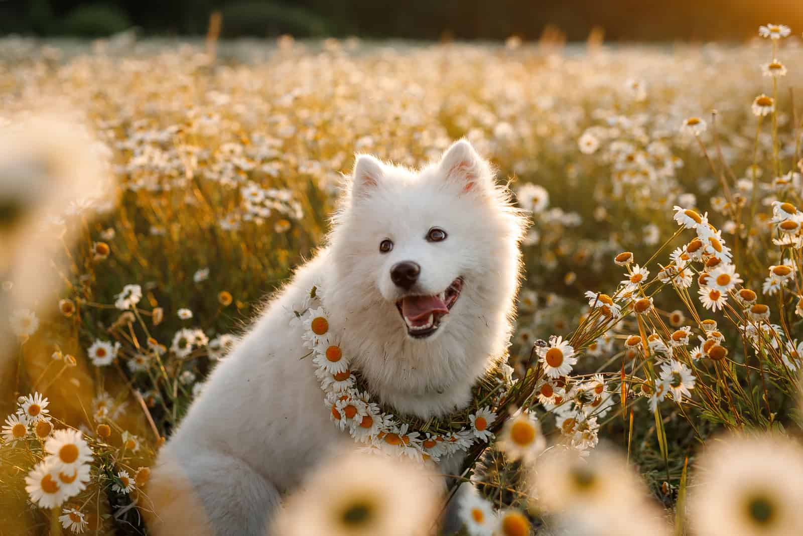 Divertido Samoyedo Joven Feliz Sonriente Blanco