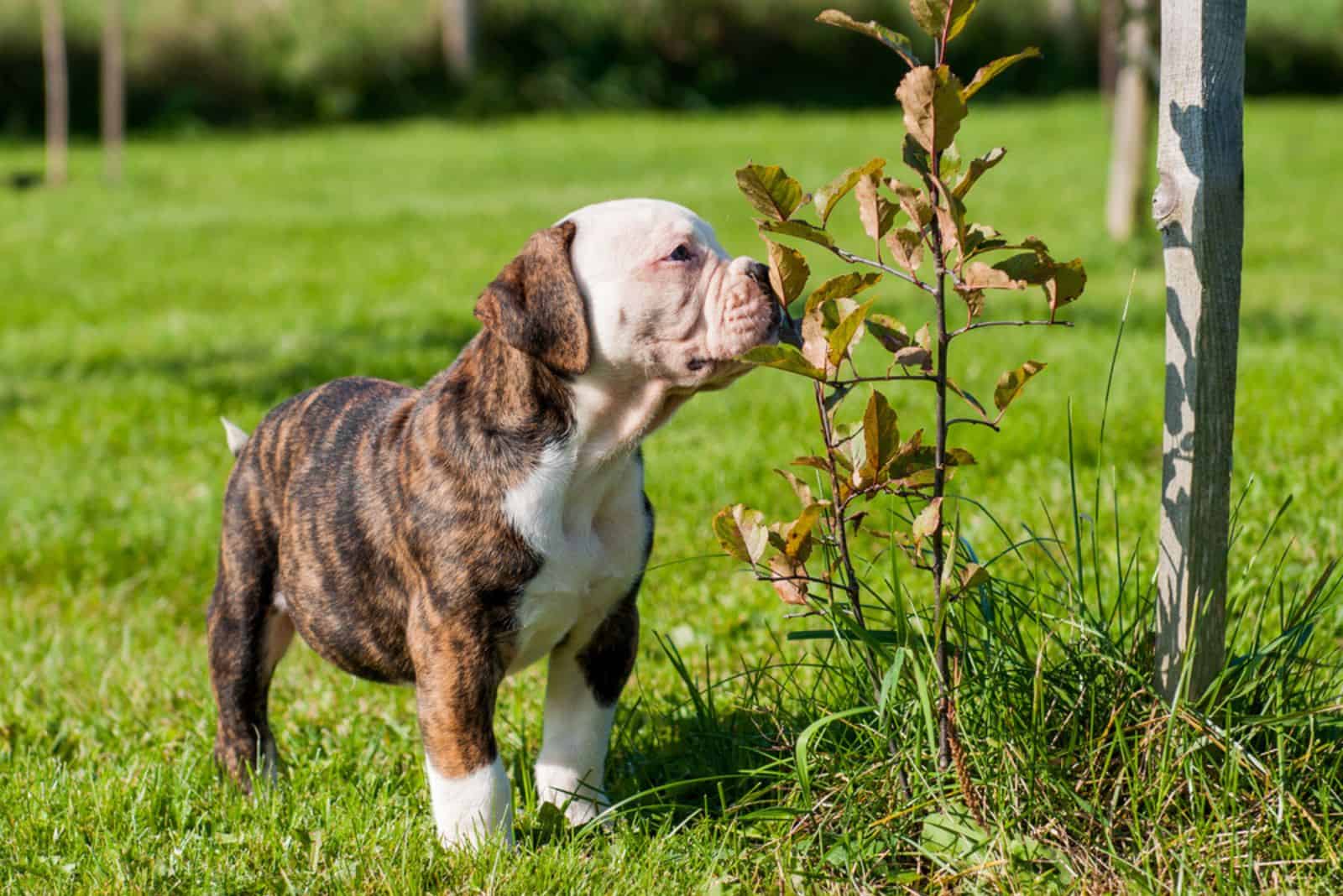 Cachorro de American Bulldog de pelaje atigrado divertido en la naturaleza