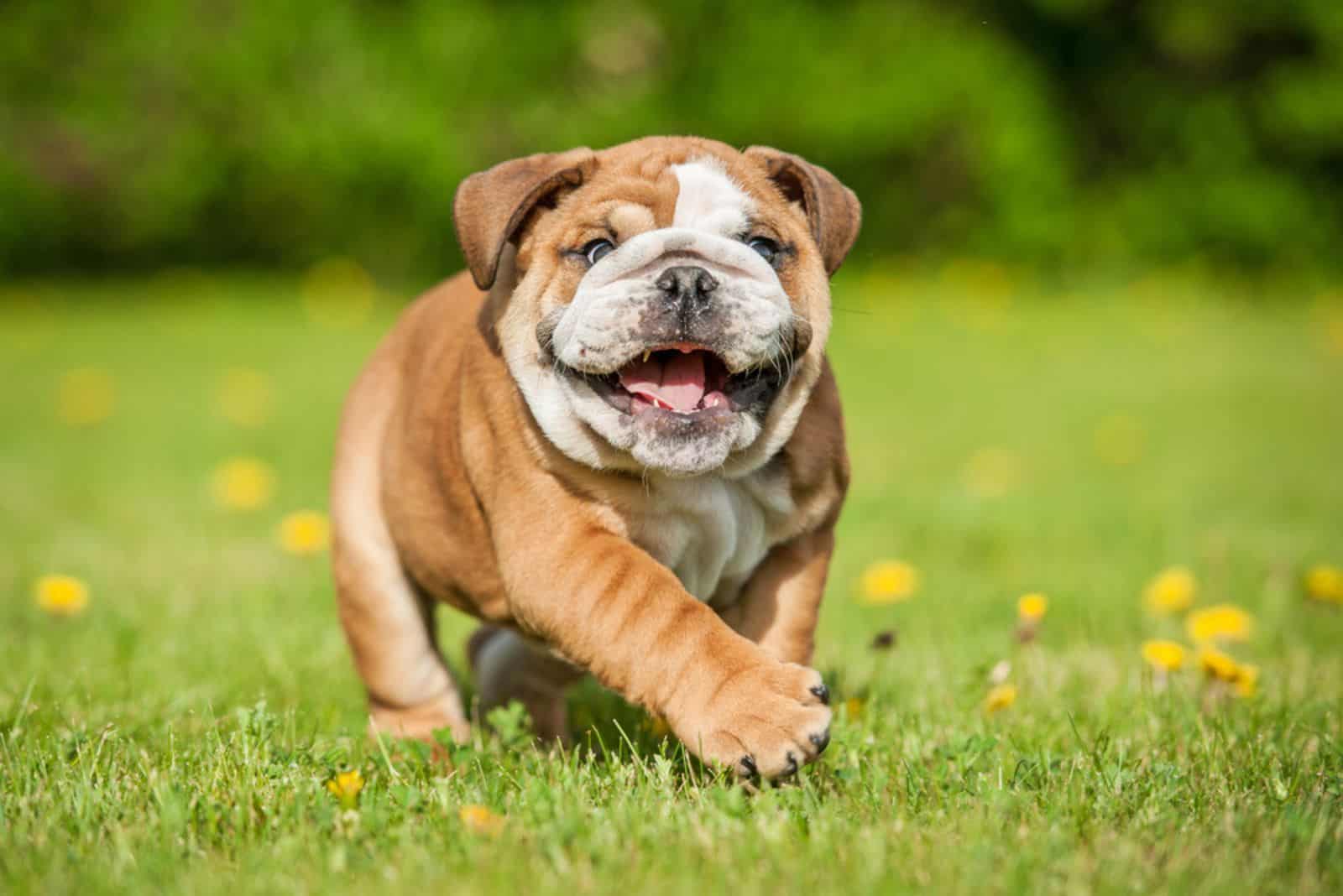 Cachorro de bulldog inglés gracioso jugando en el parque