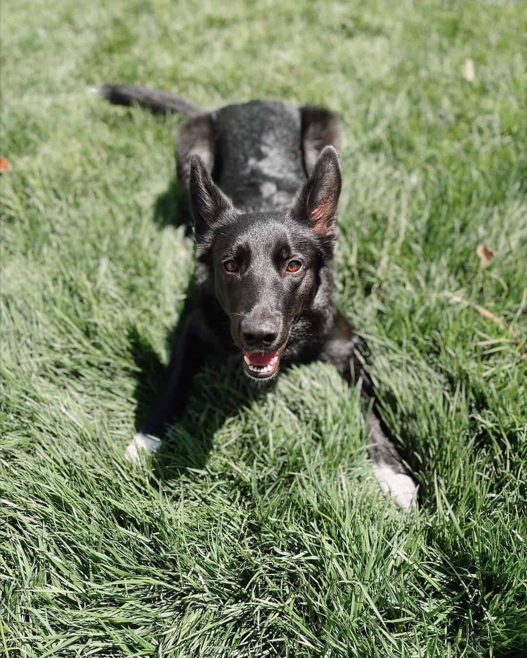 Mezcla de GSD y Border Collie