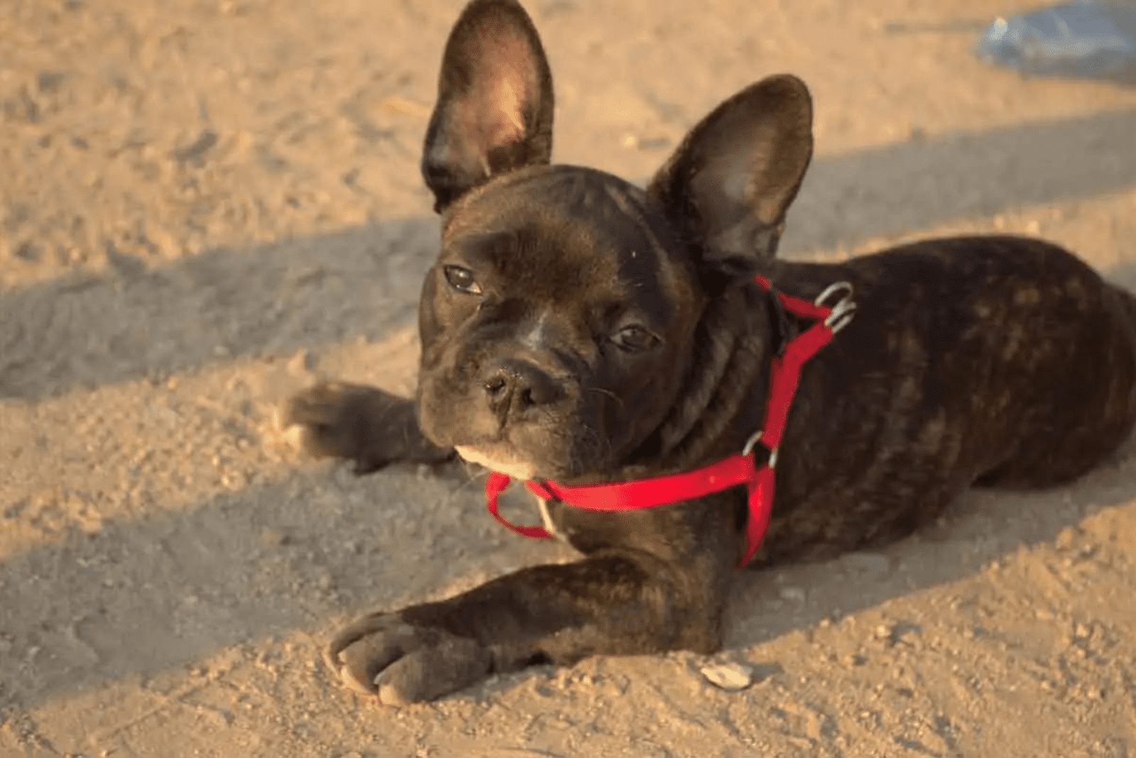 Cachorros Gator Pitbull