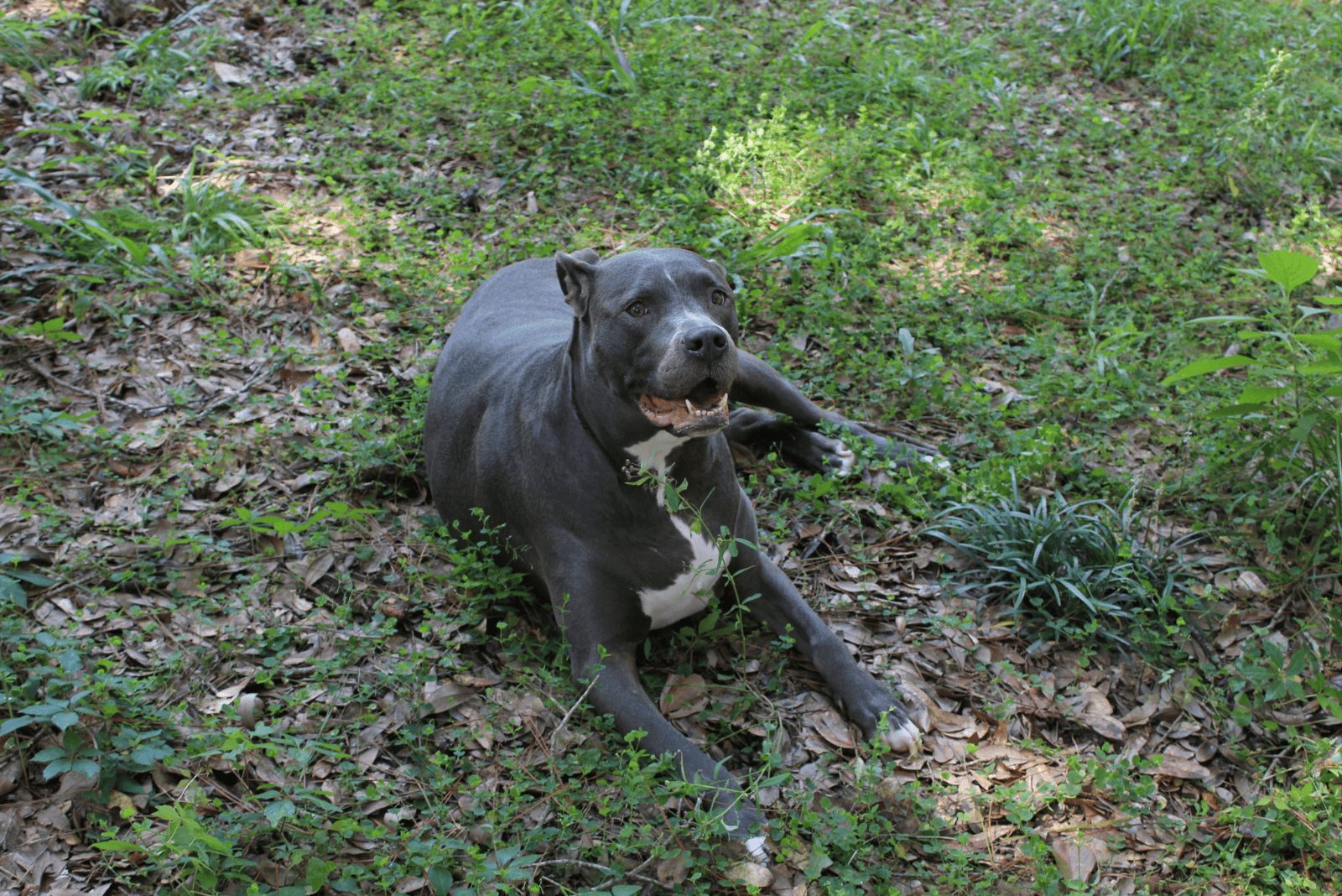 Pitbull Gator está echado en la hierba