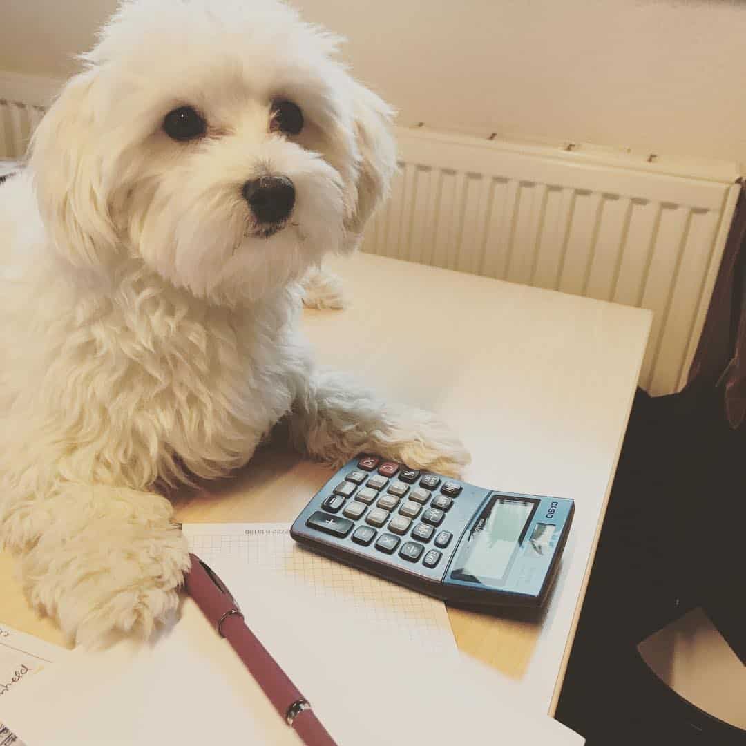 German Havanese sentado en la mesa
