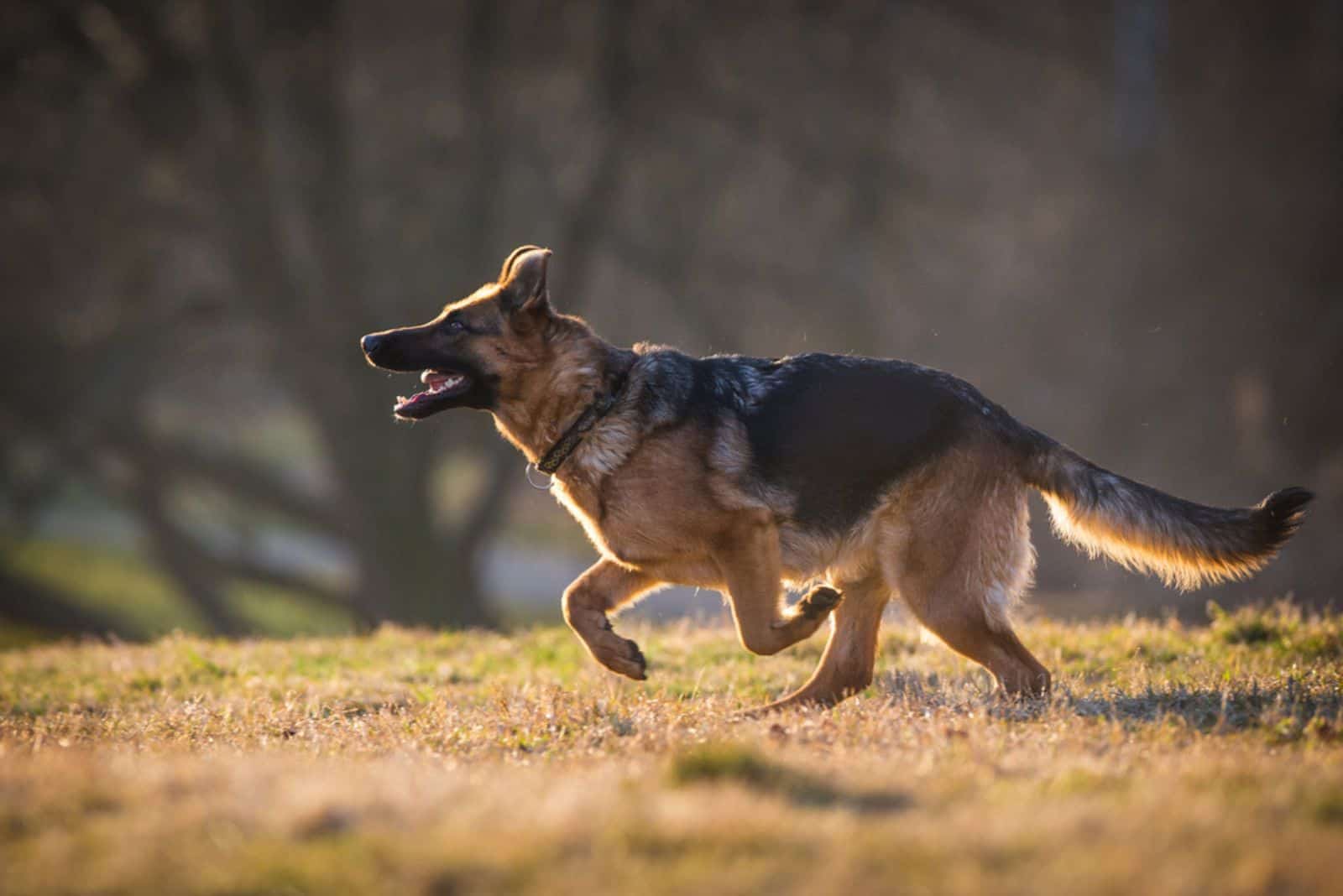 Perro Pastor Alemán corriendo