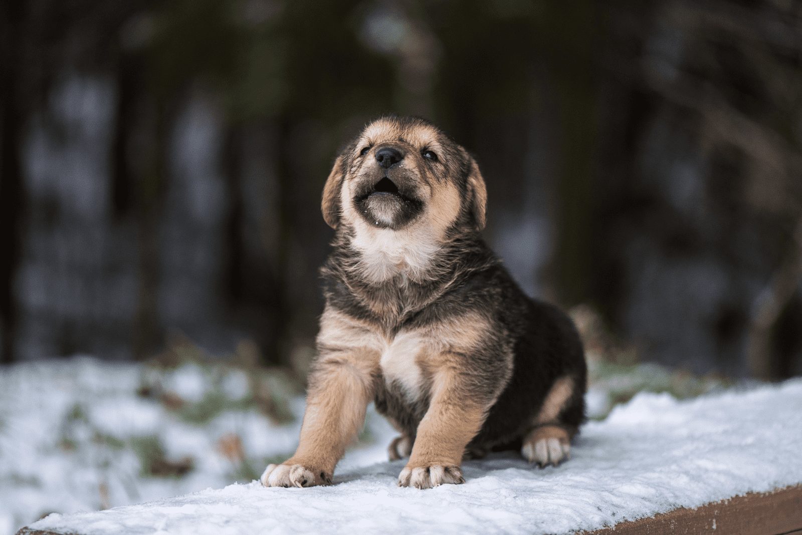 Cachorro de Pastor Alemán disfrutando de la nieve