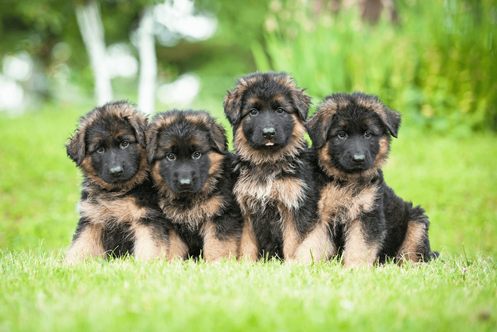 Cachorros de Pastor Alemán sentados en el césped