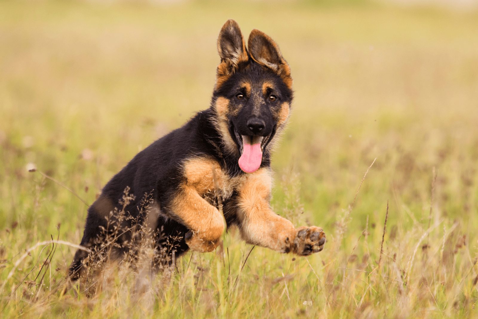 Cachorro de Pastor Alemán corriendo en el campo