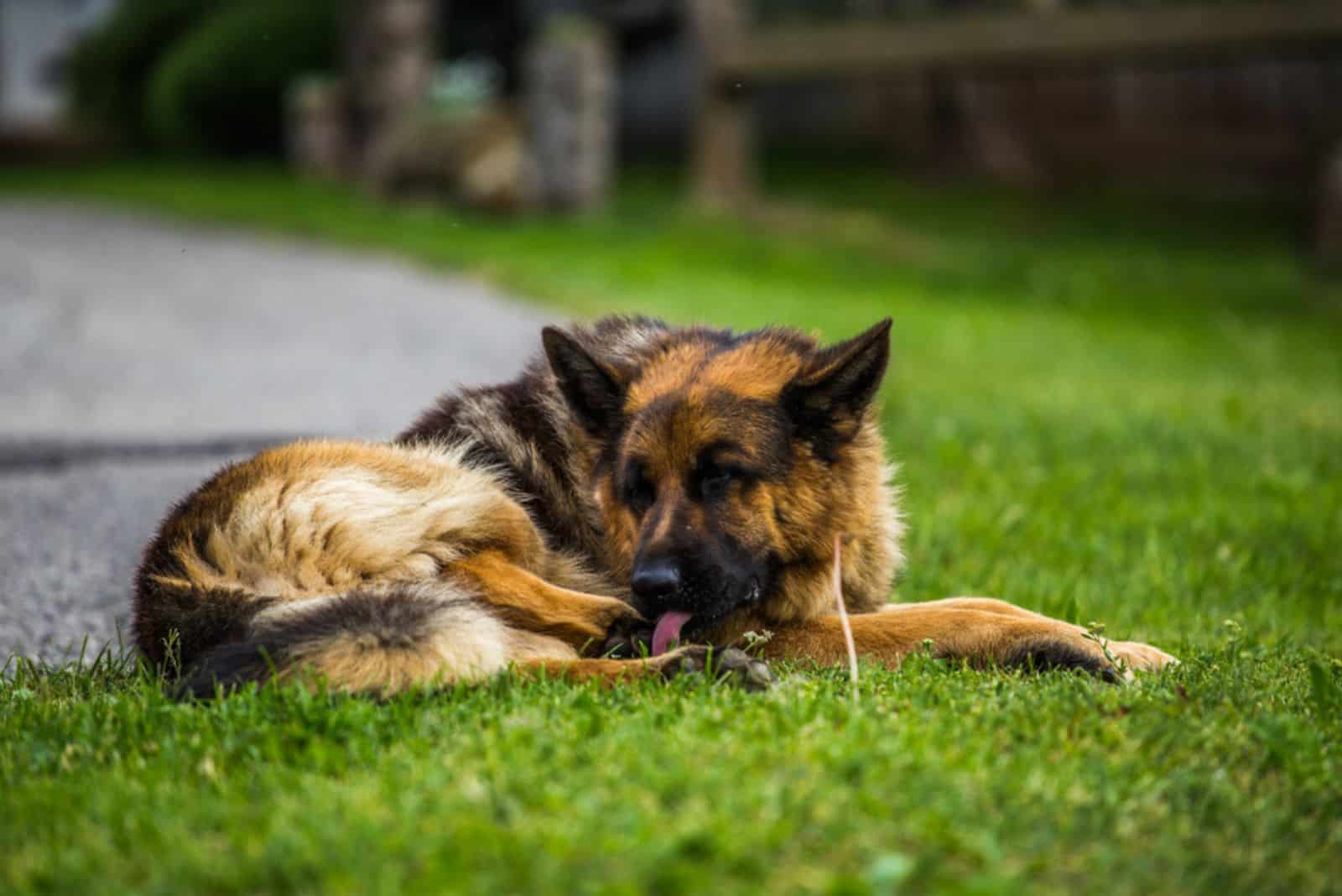 Perro Pastor Alemán tumbado en la hierba lamiéndose la pata.