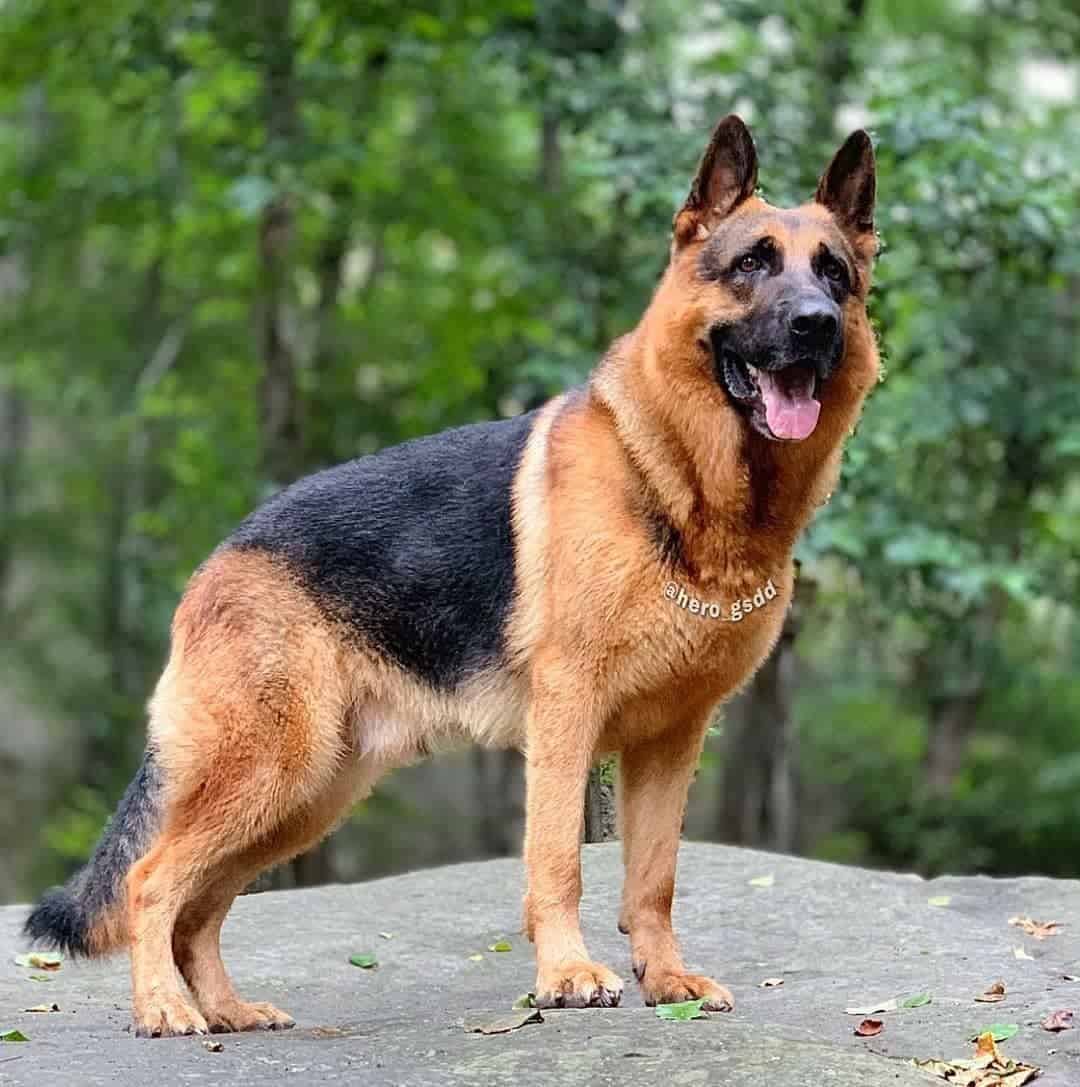 perro Pastor Alemán al aire libre